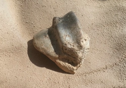 What appears to be a scorched sheep knee-bone