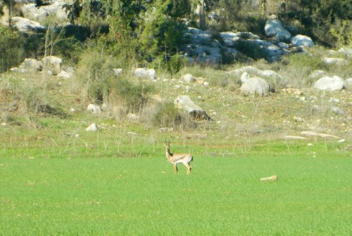 A gazelle off in the distance