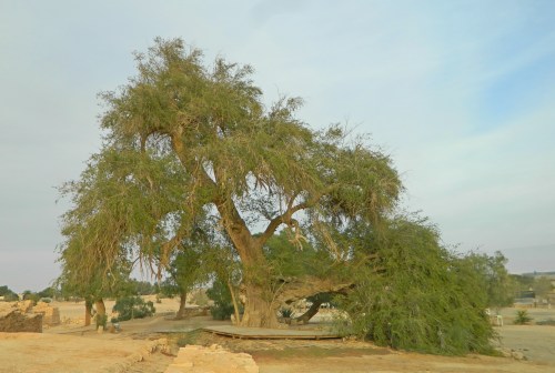 Ancient jujube tree