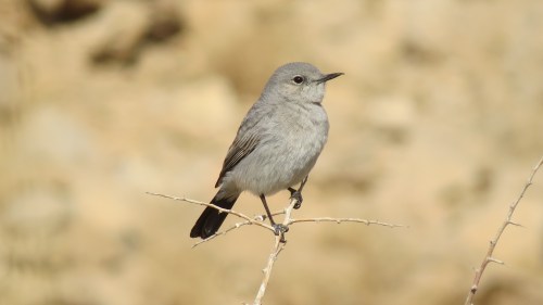 Blackstart (photo Nesia Alon)