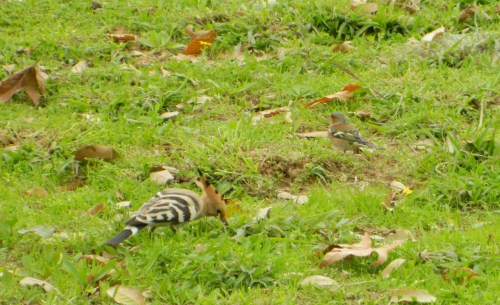 Hoopoe & Chaffinch