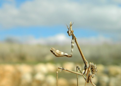 Juvenile conehead mantis