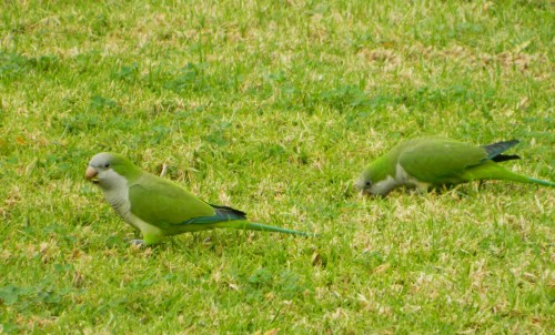 Monk parakeets