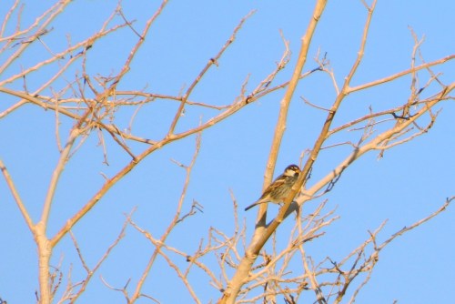 Spanish sparrow