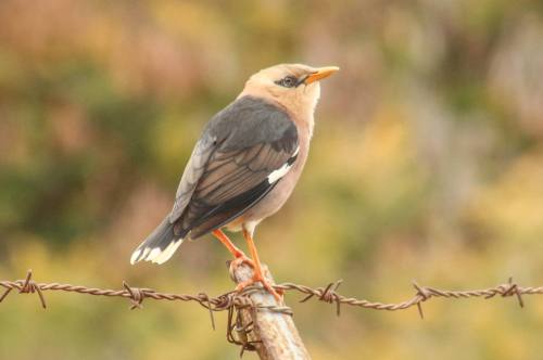 Vinous-breasted starling (photo Ami Vardi)