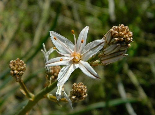Branched asphodel