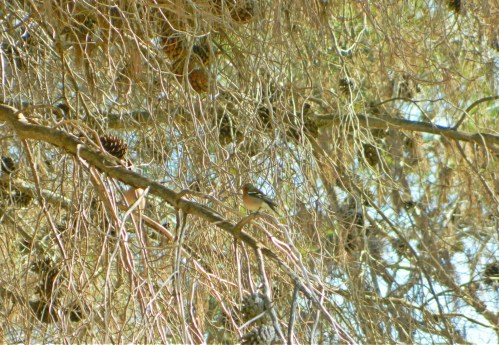 Male chaffinch among the pinecones