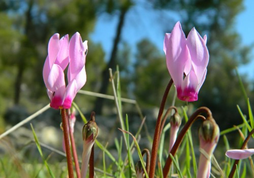 Persian cyclamens