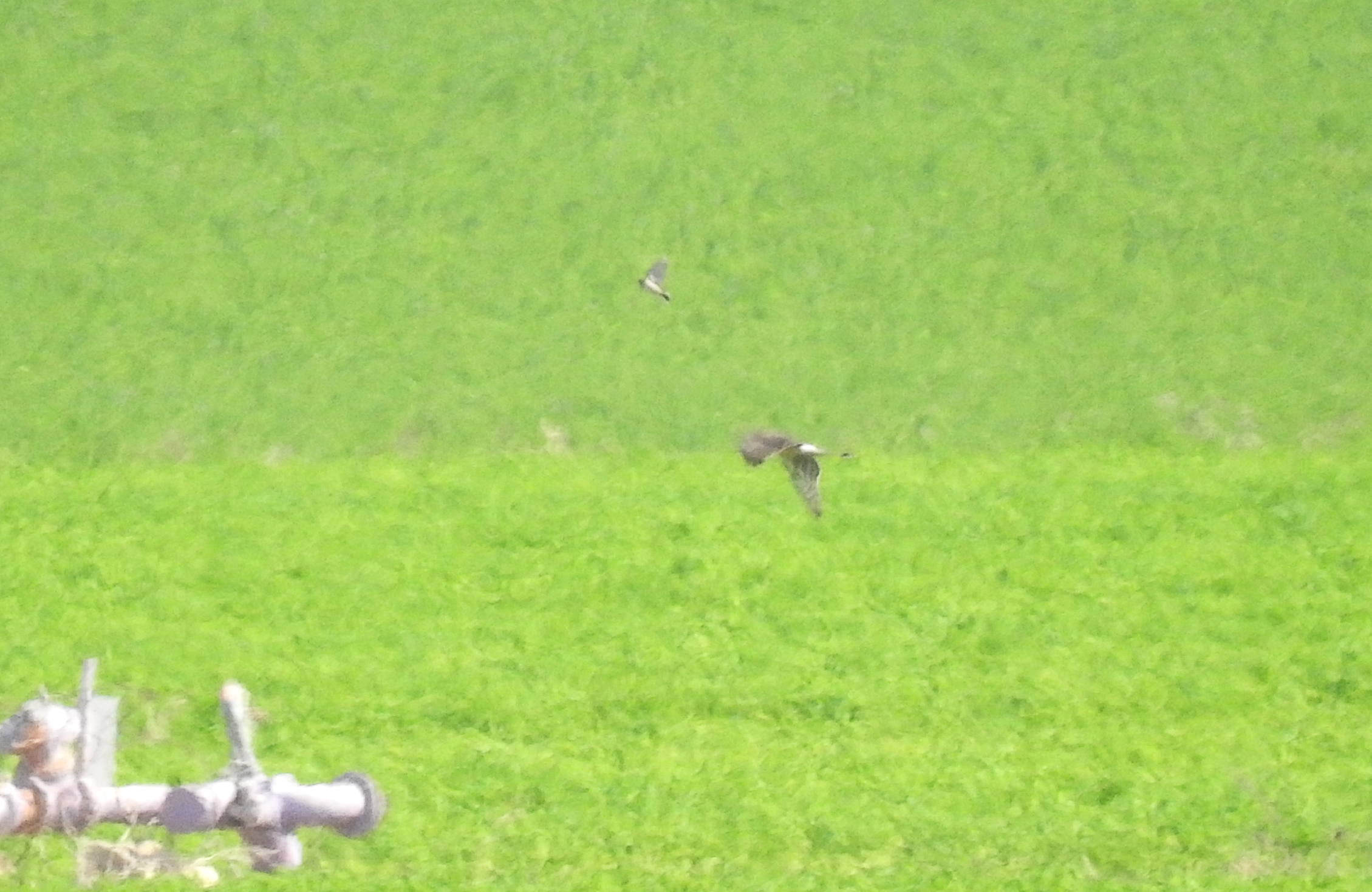 A record shot of a hen harrier flushing a frightened pipit