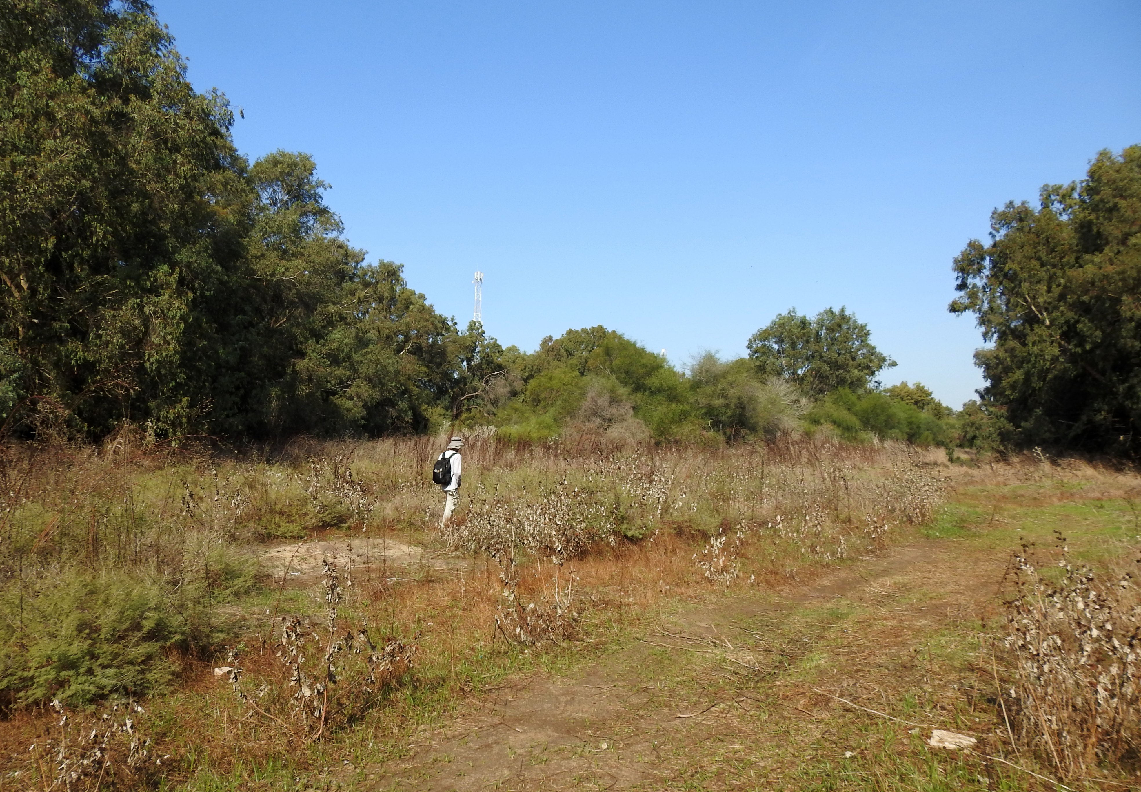 Afeka's vernal pool still waiting for the rains