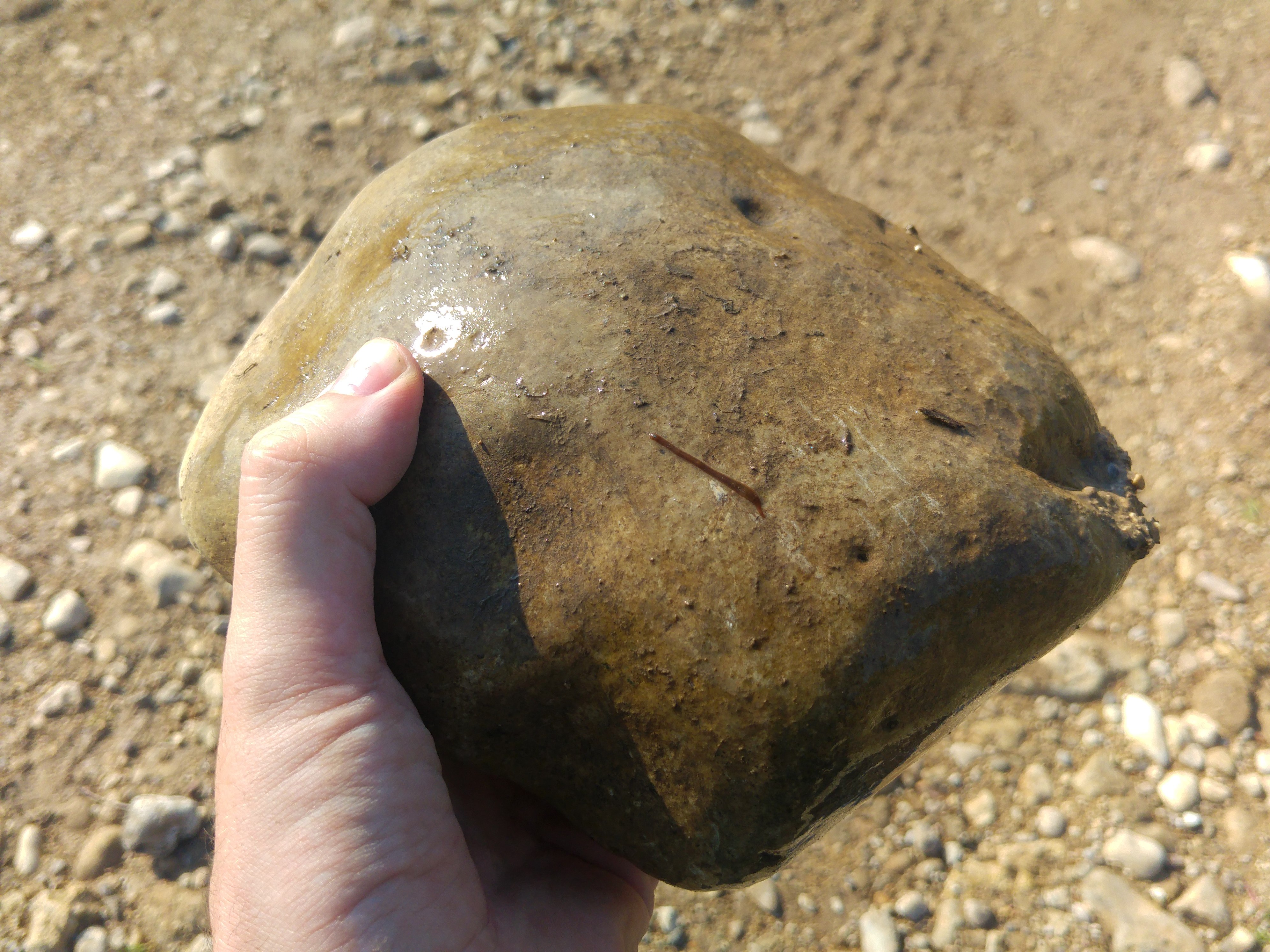 Freshwater leech on a rock