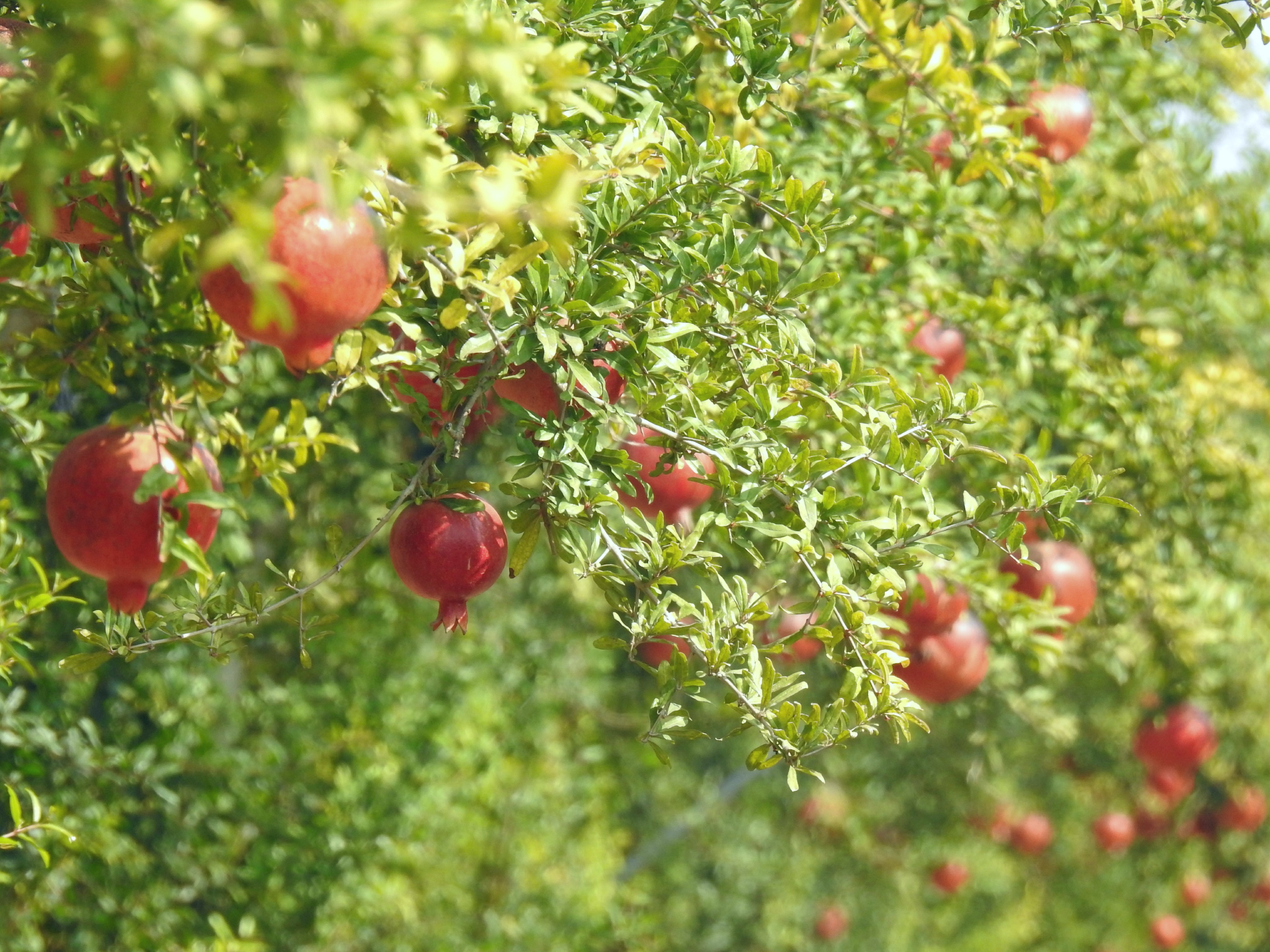 Laden pomegranate trees