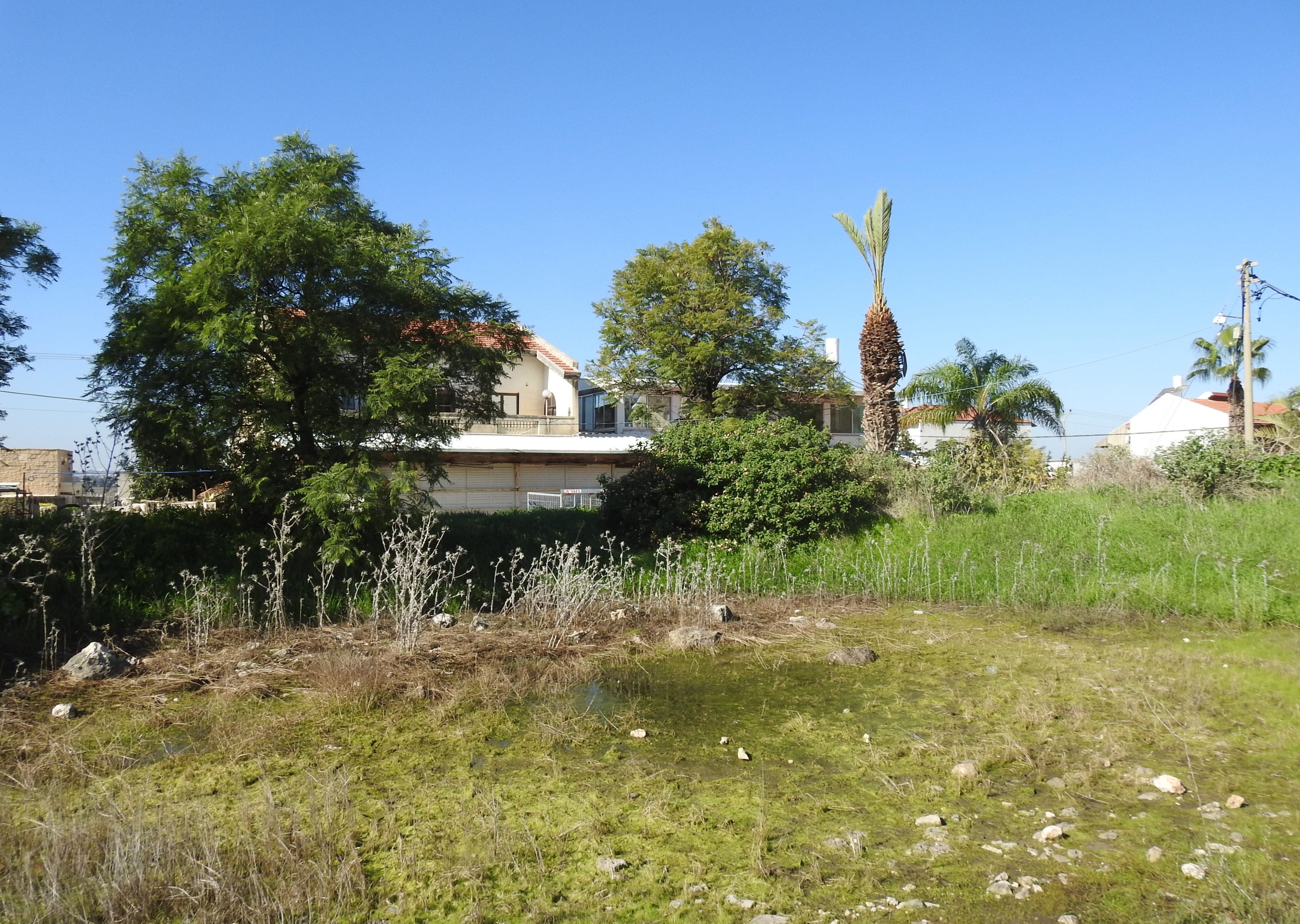 Neglected vernal pool in Rosh HaAyin