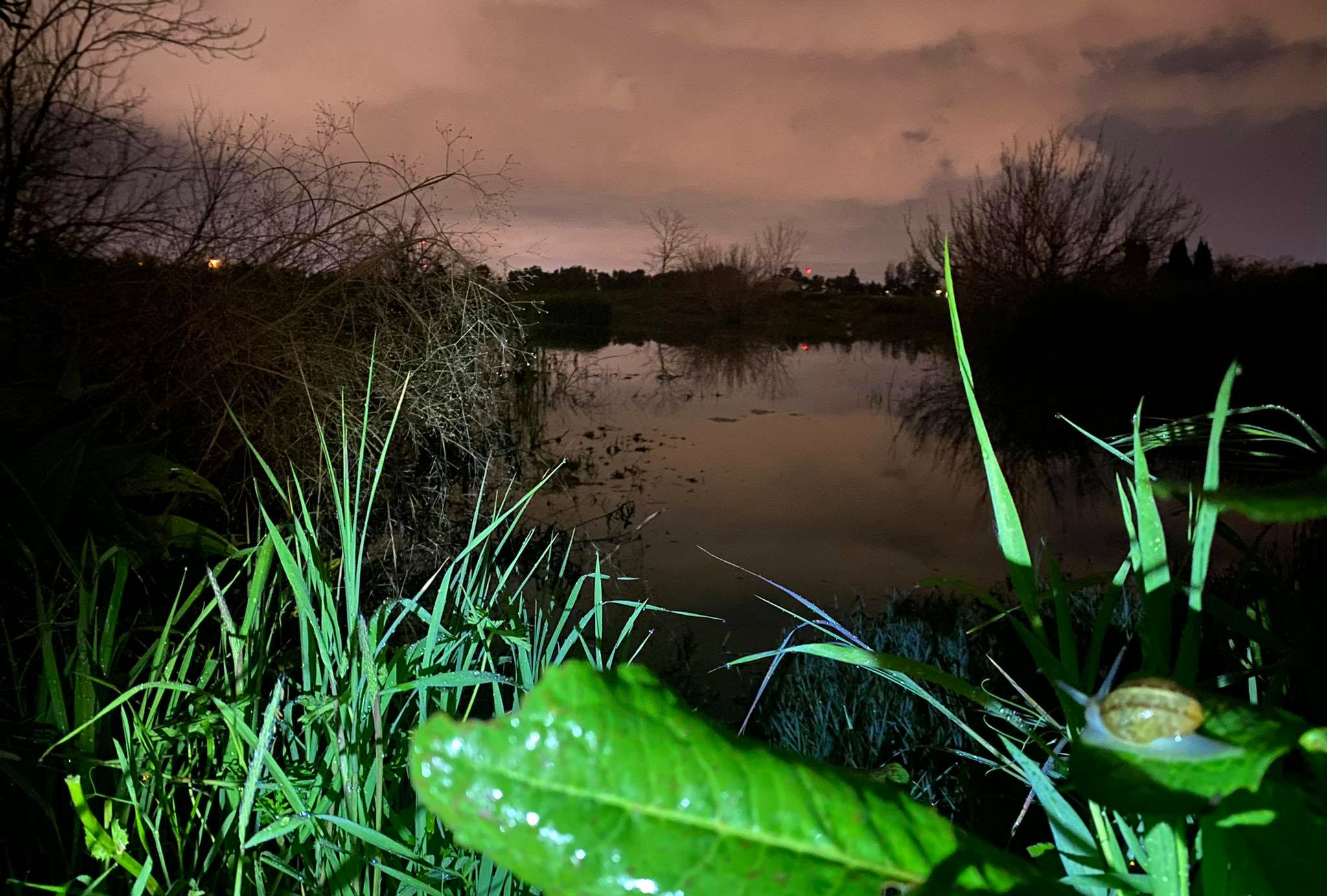 Neve Gan's vernal pool at night (photo Oren Auster)