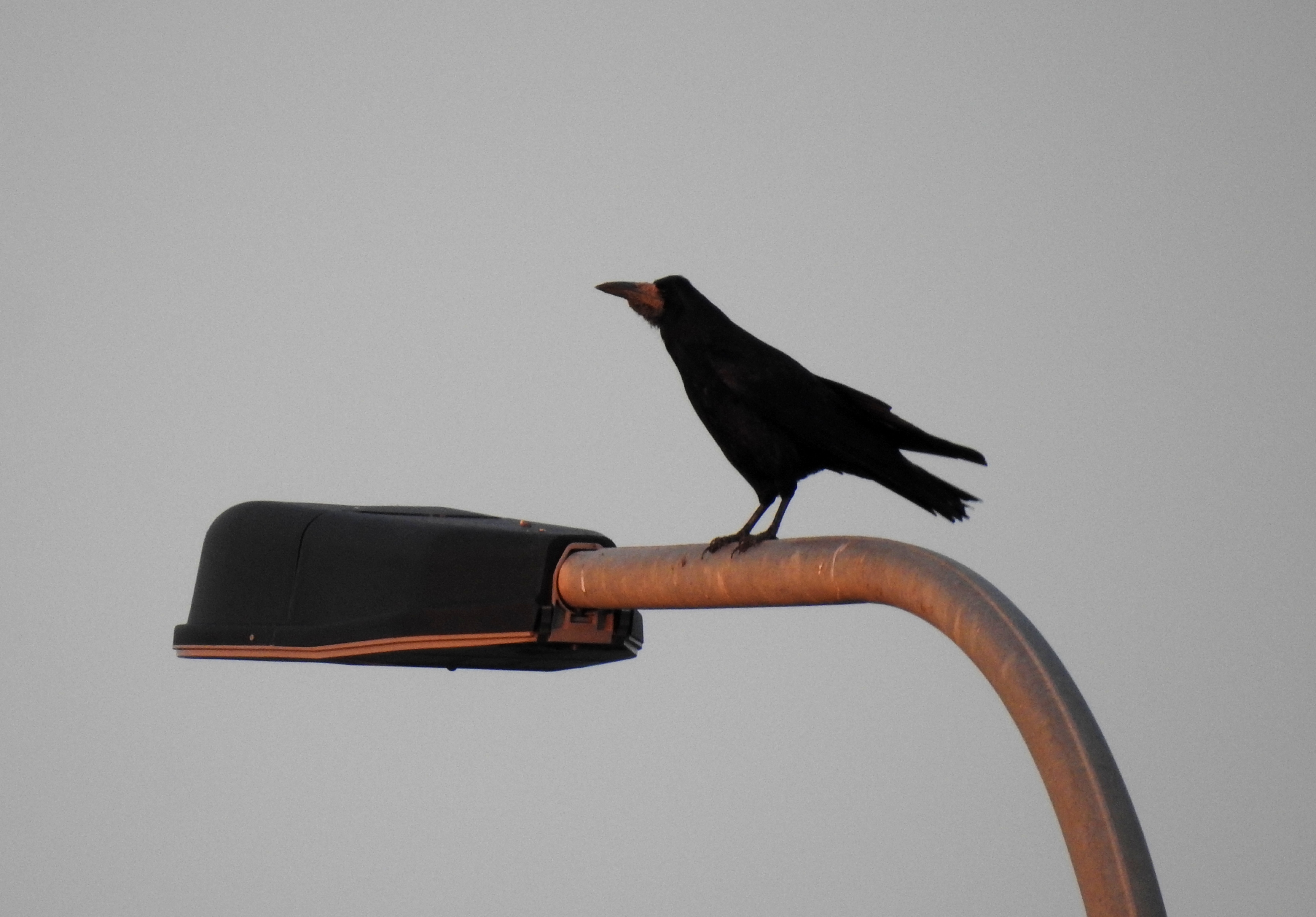 Rook receiving the sunset