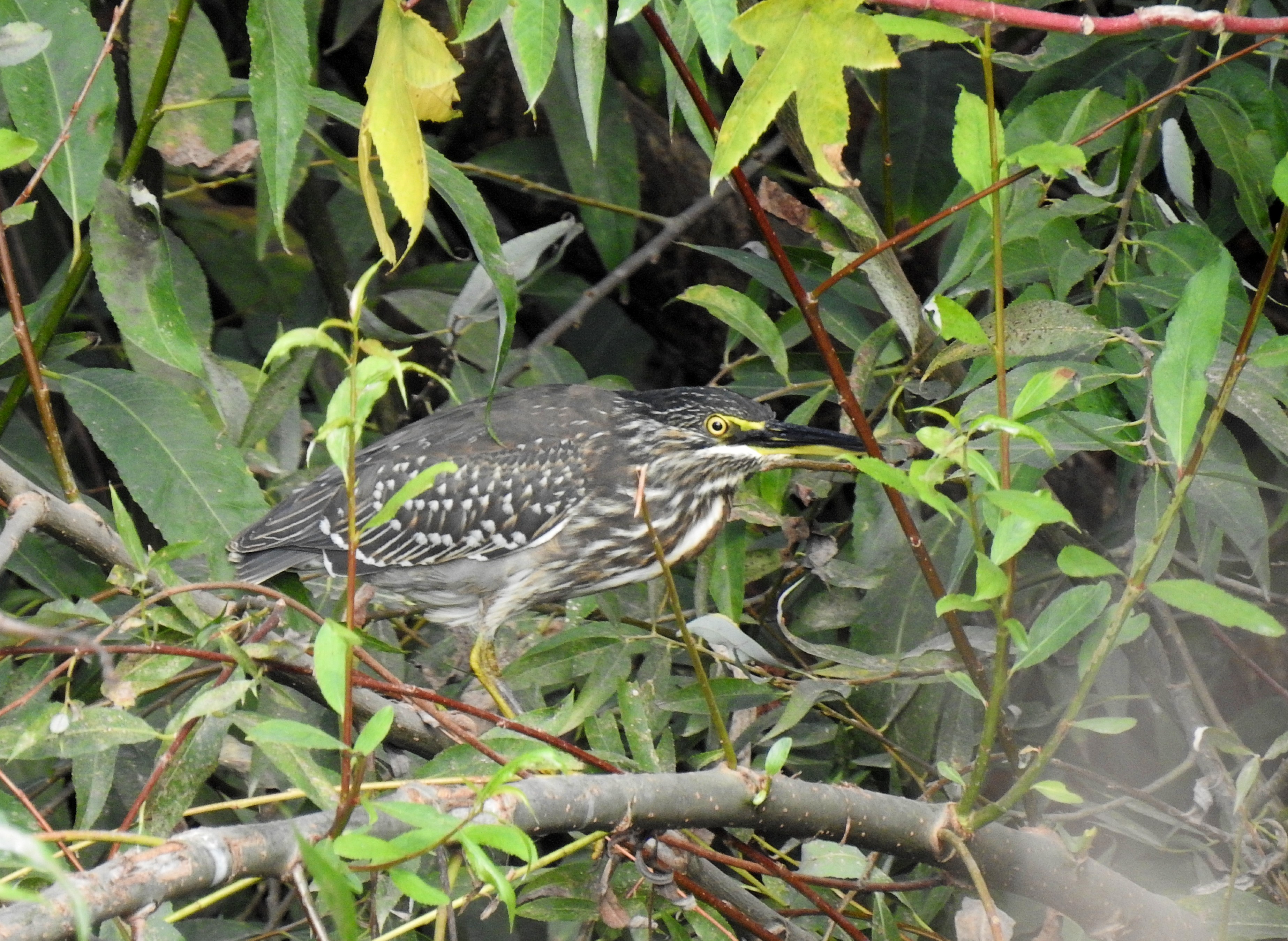 Straited heron in the low tree