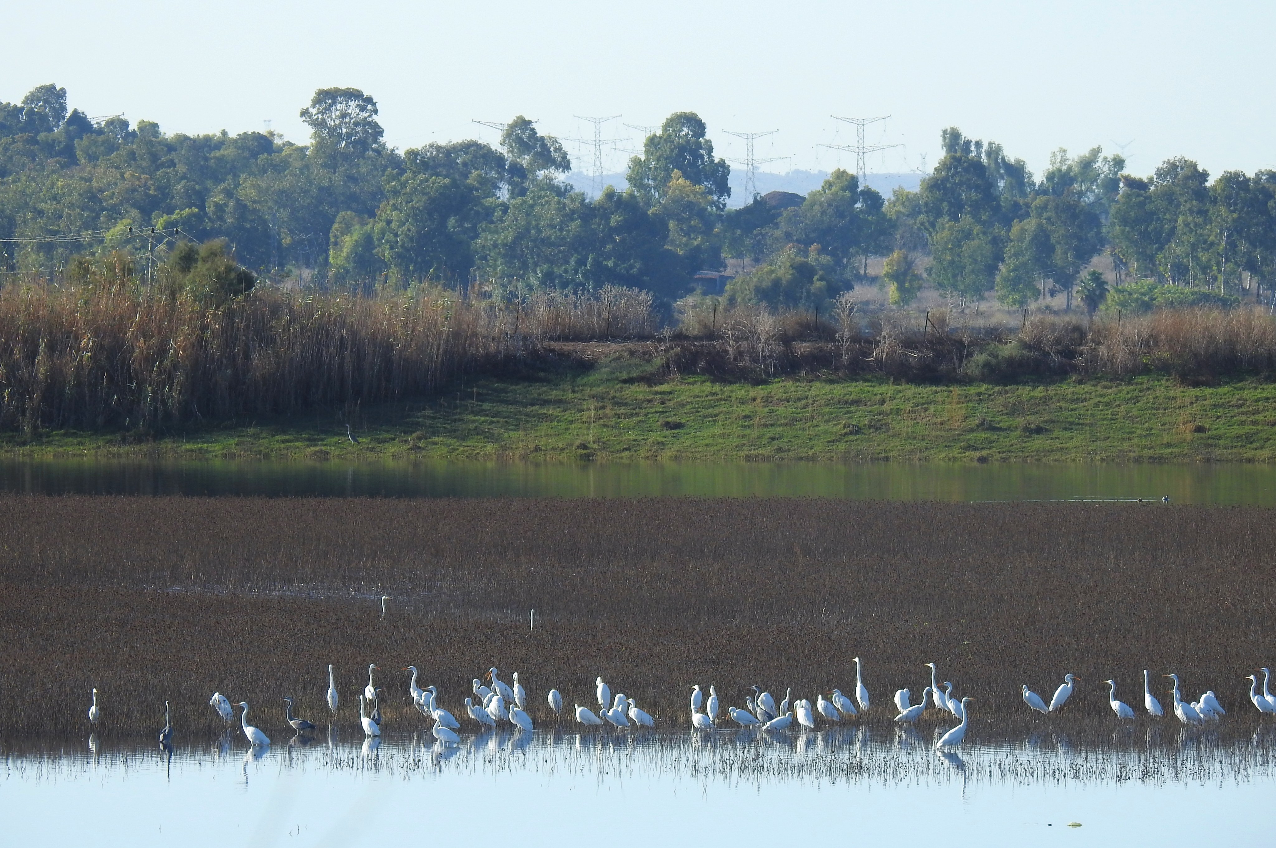 A siege of herons guarding the centre of the reservoir