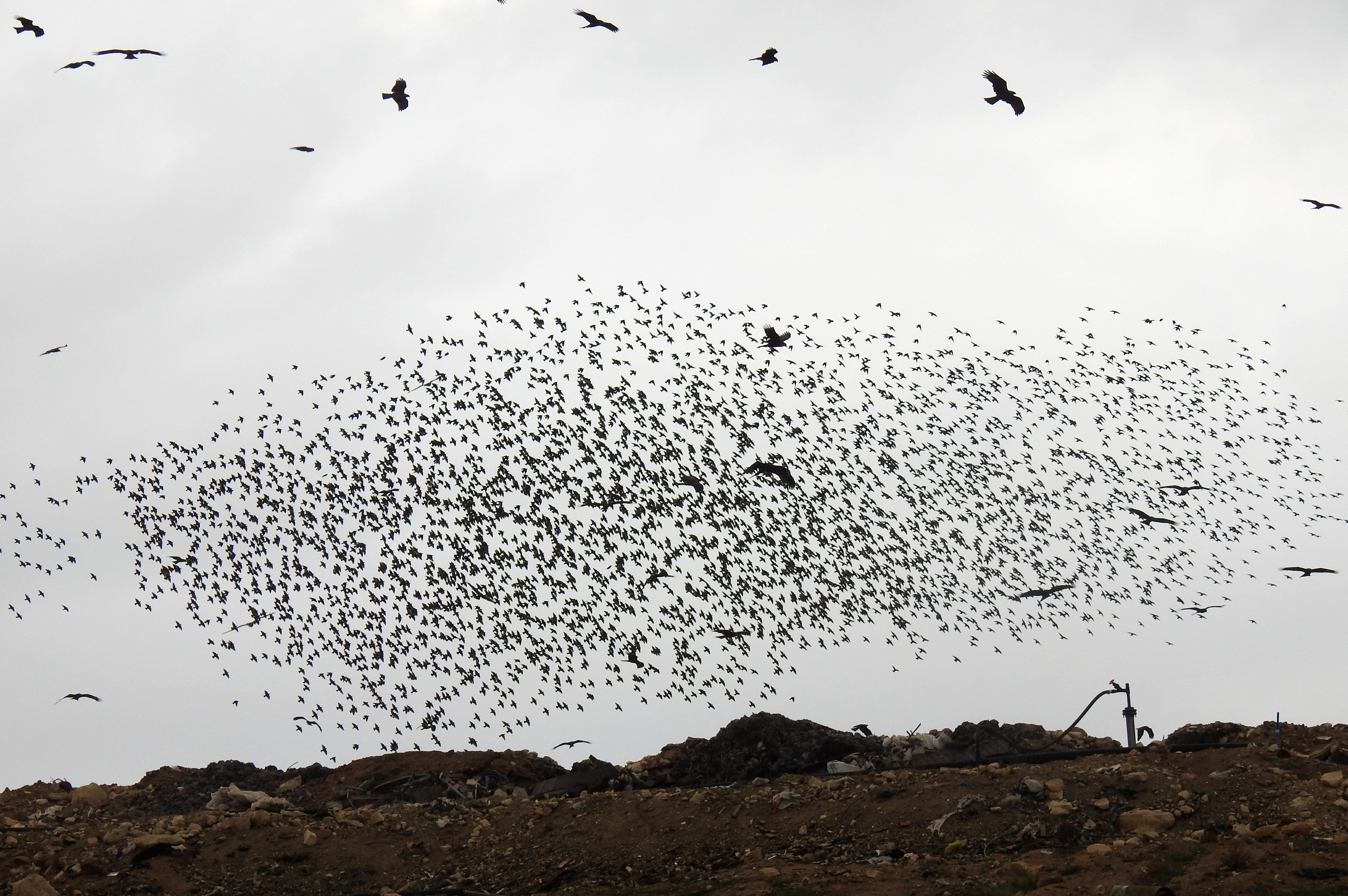 Let us not forget the starlings