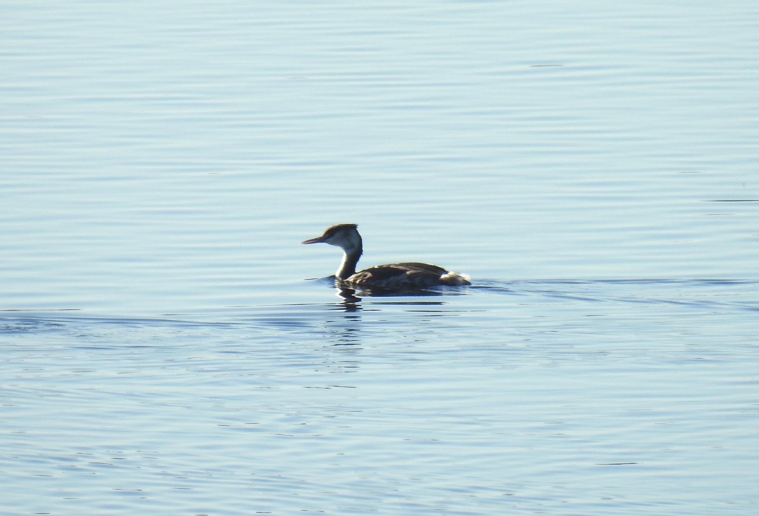 Record shot of our first great crested grebe