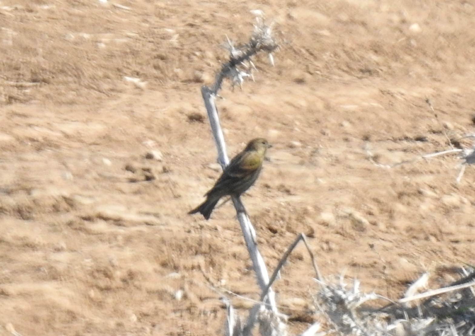 Record shot of the blessed European serin