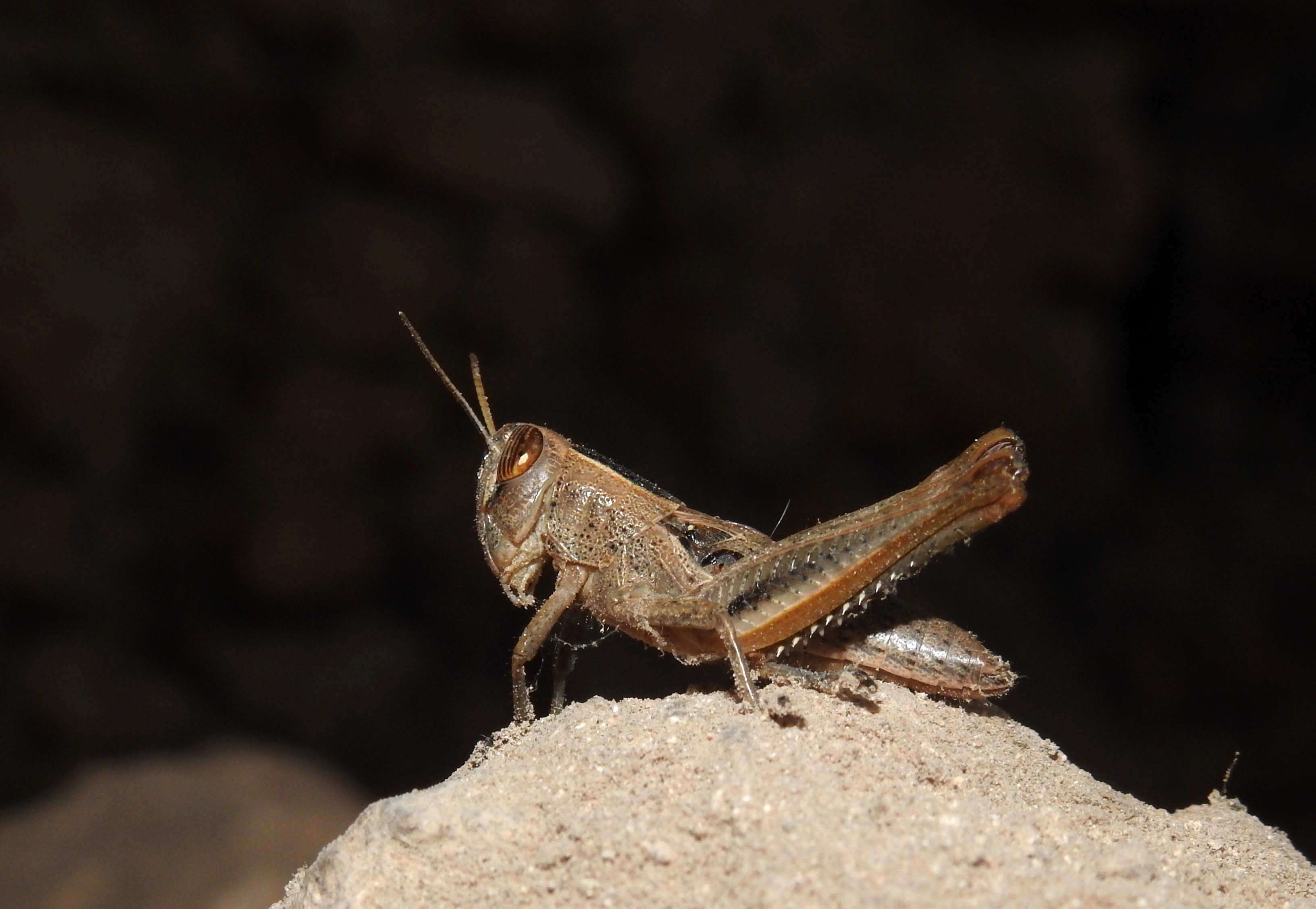 A calm grasshopper within the ruined church/mosque
