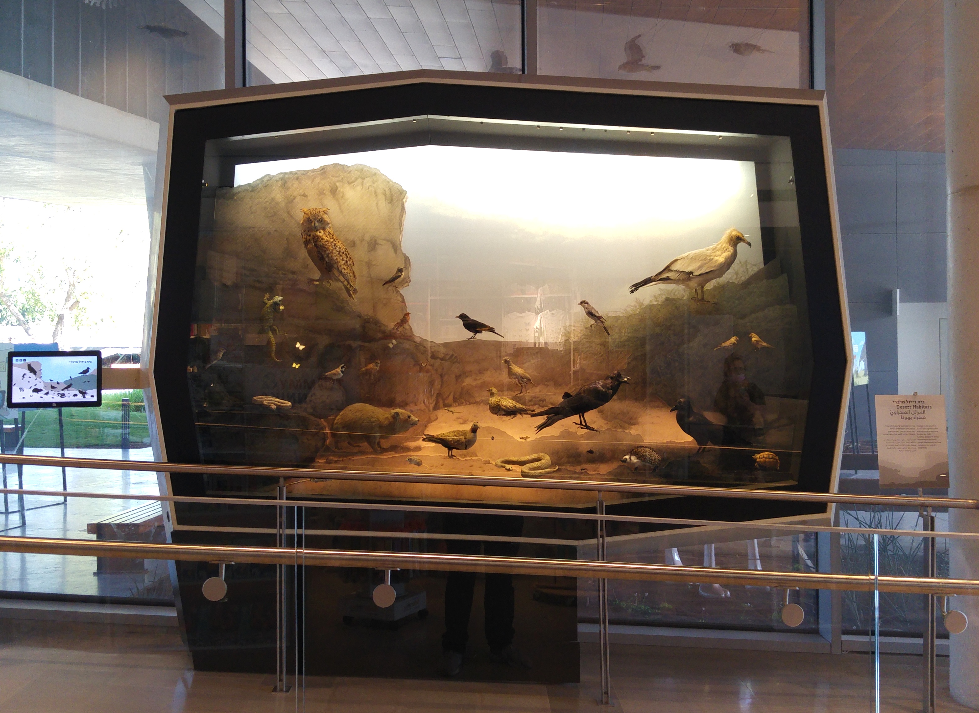 Desert habitat diorama