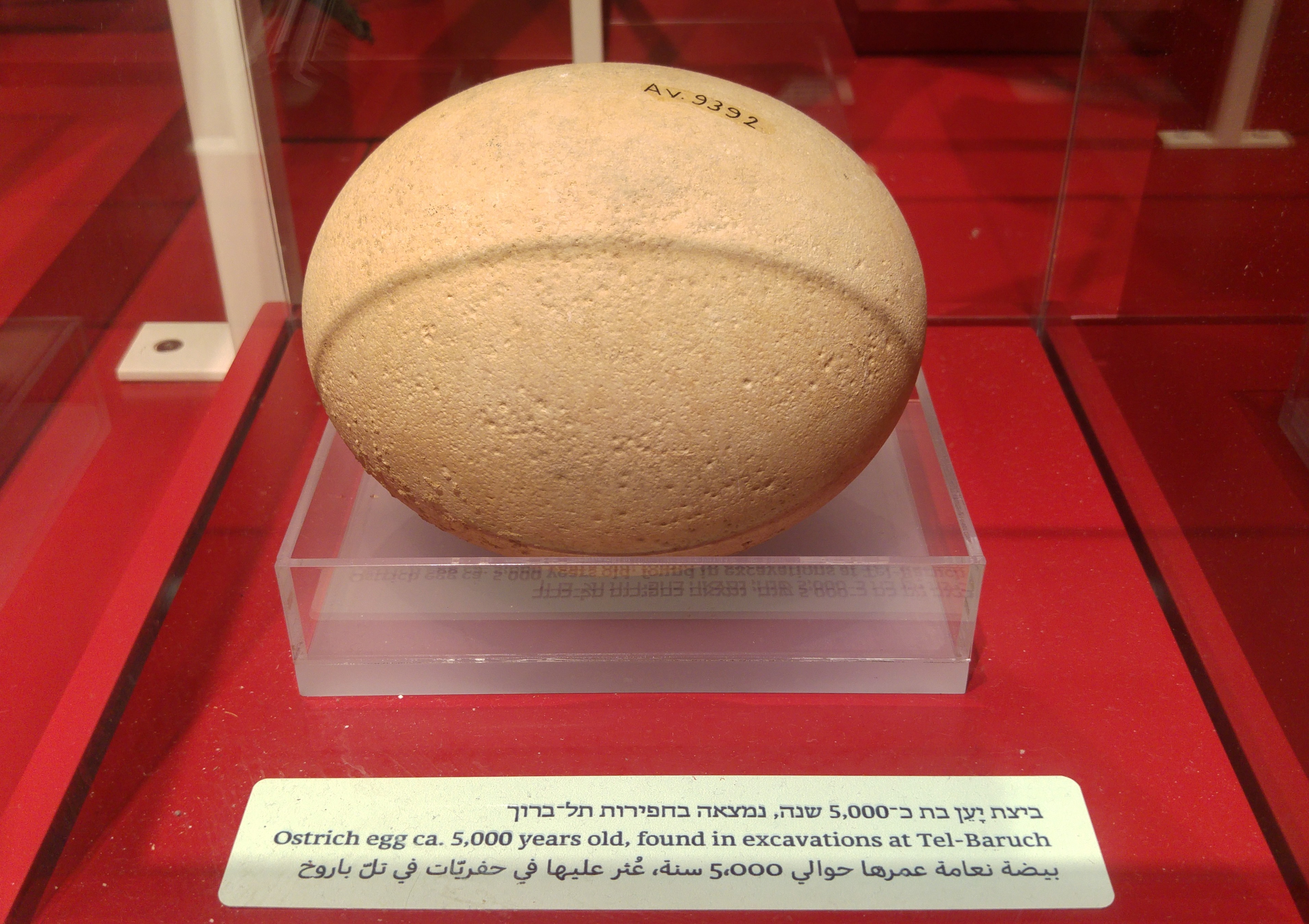 Fossilised ostrich egg