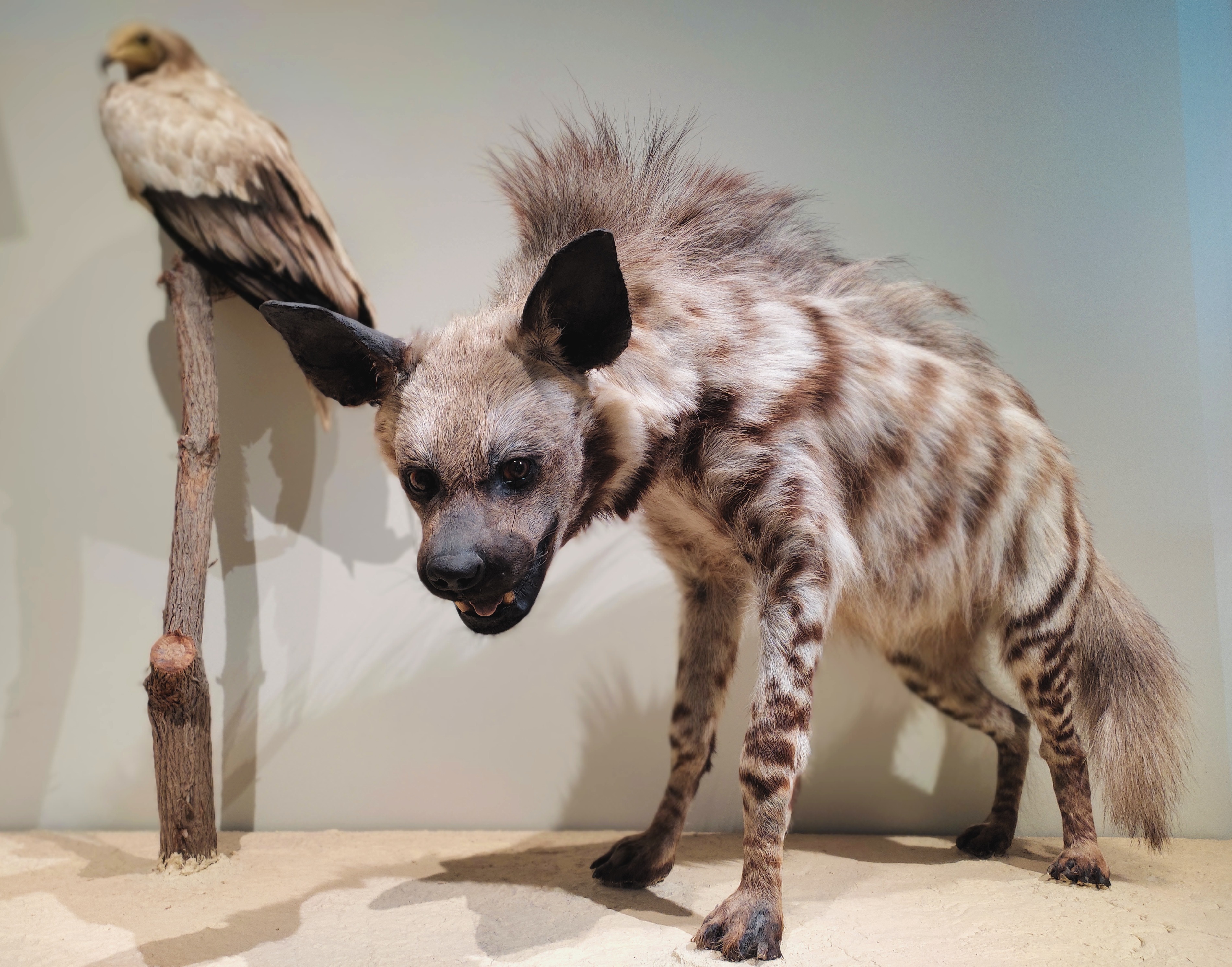 Striped hyena and Egyptian vulture