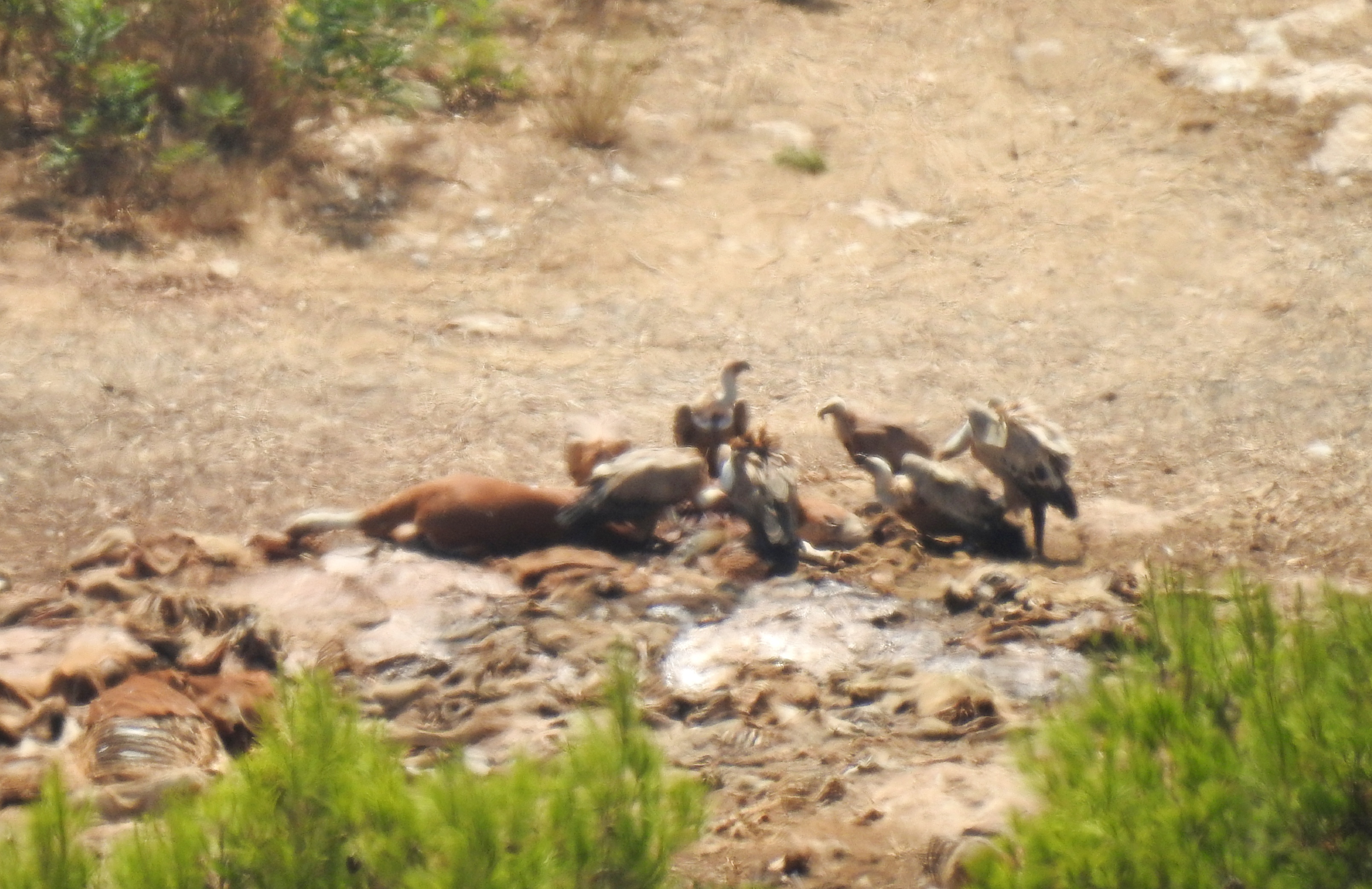 Griffon vultures at the feeding station