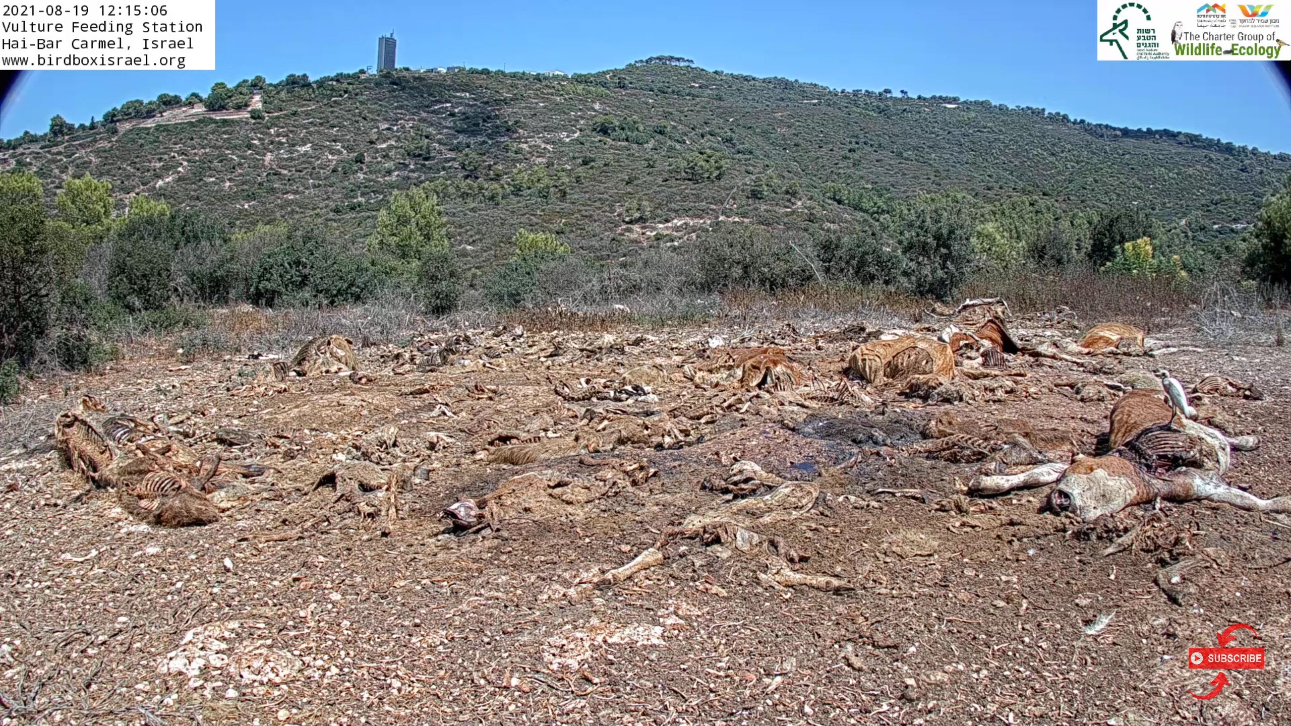 Screenshot of Vulture Feeding Station 1 courtesy of Charter Group Birdcams