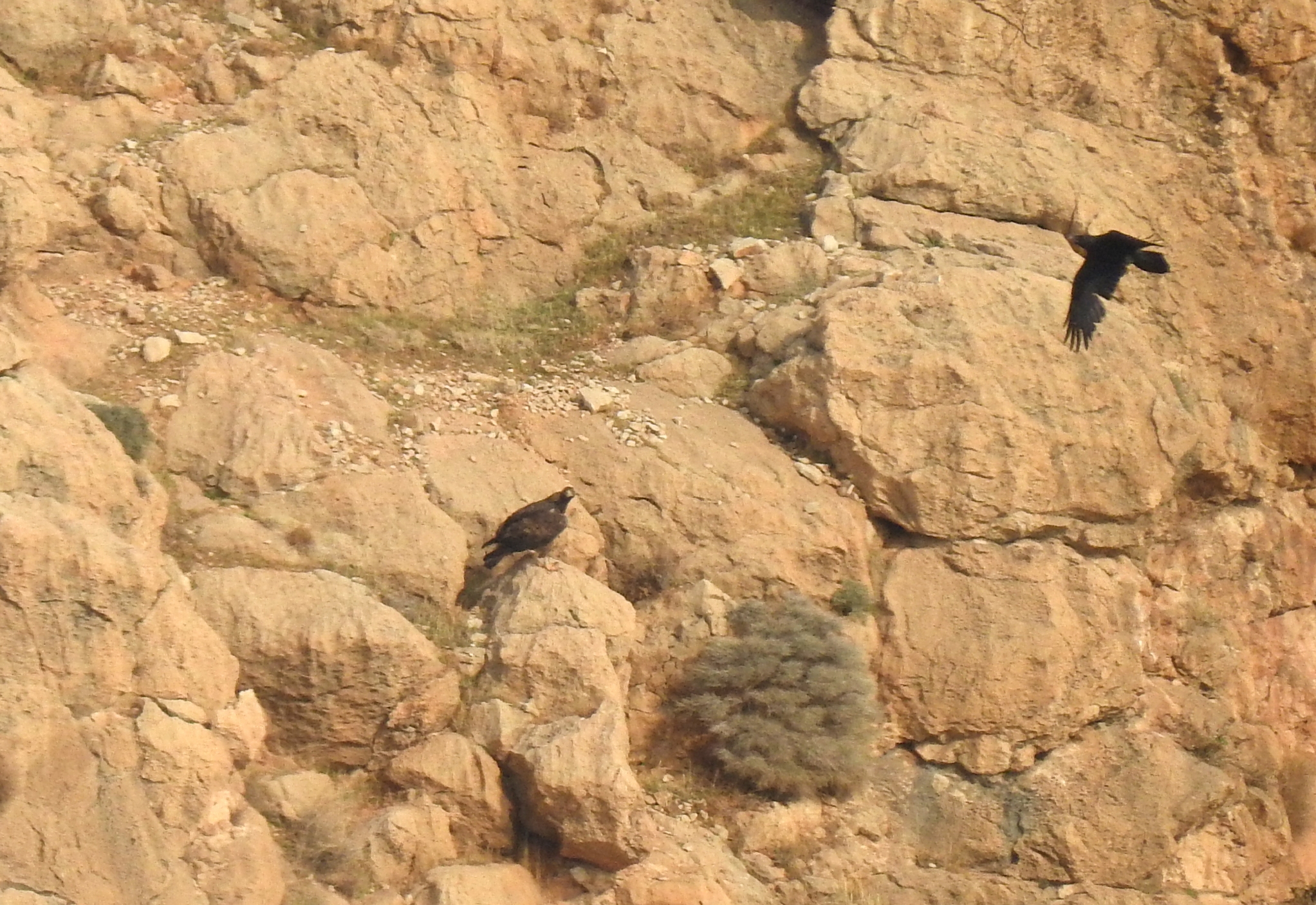 Golden eagle being mobbed by a common raven