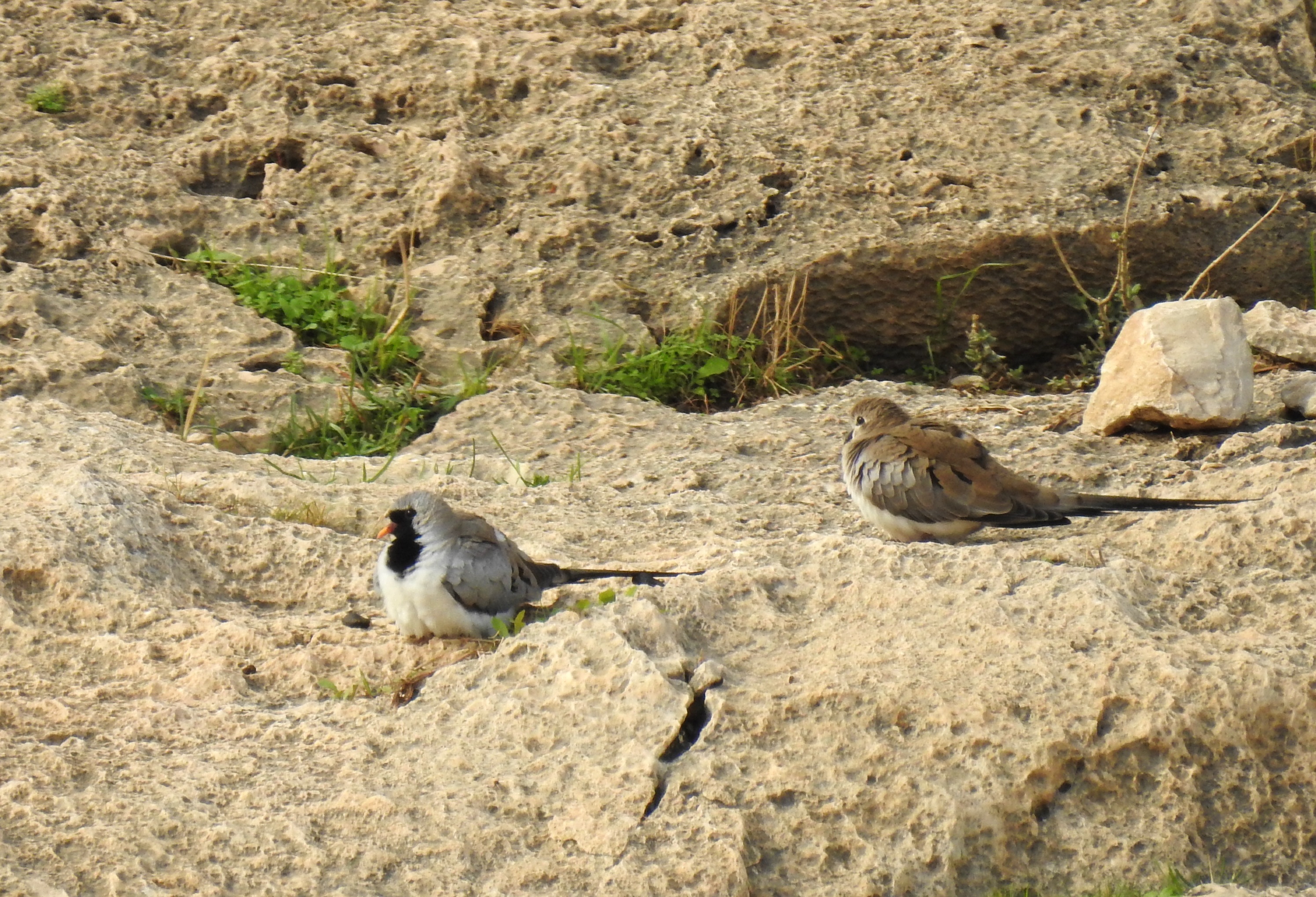 My very first Namaqua doves