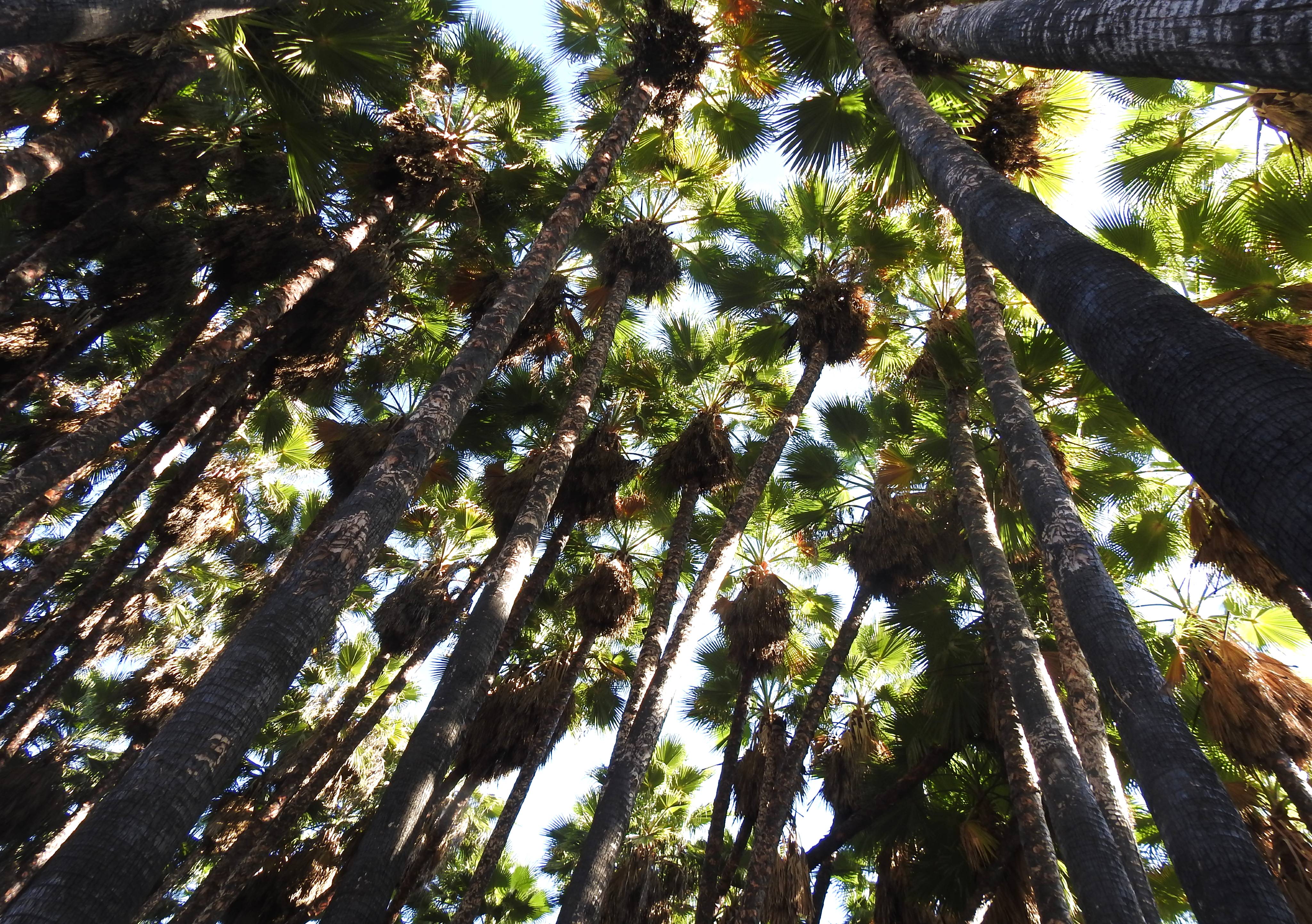 The towering washingtonia palms