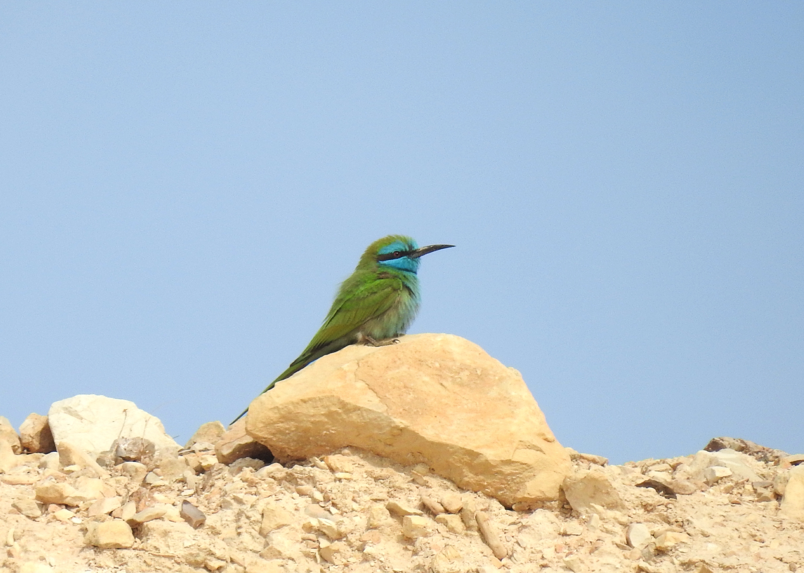 Under the watchful gaze of the Arabian green bee-eater