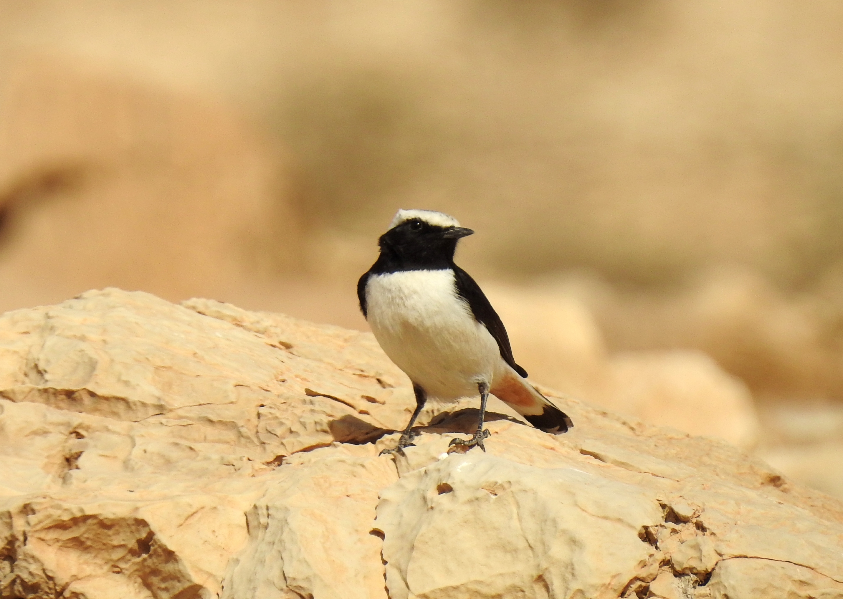 An inquisitive mourning wheatear