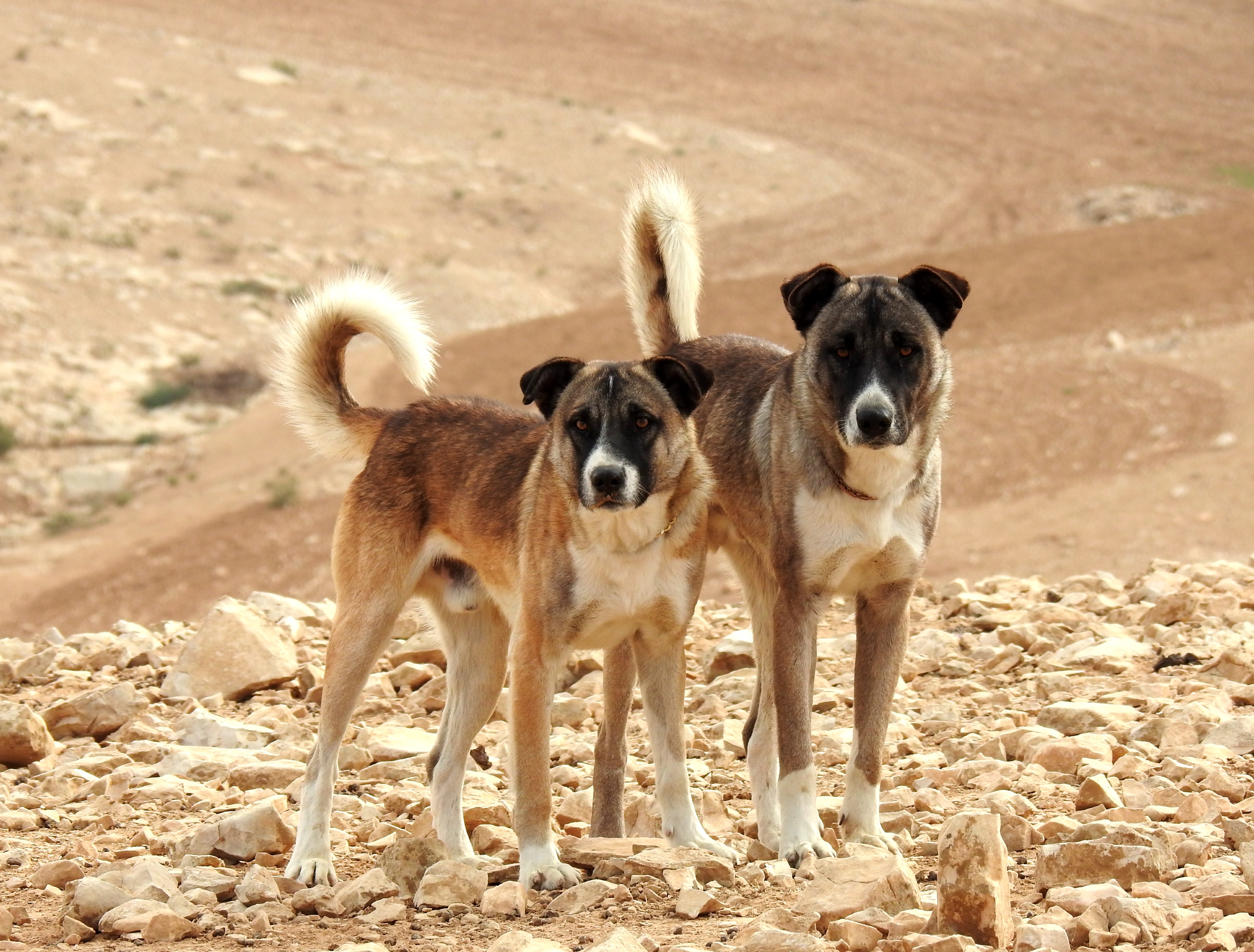 Curious Bedouin hounds