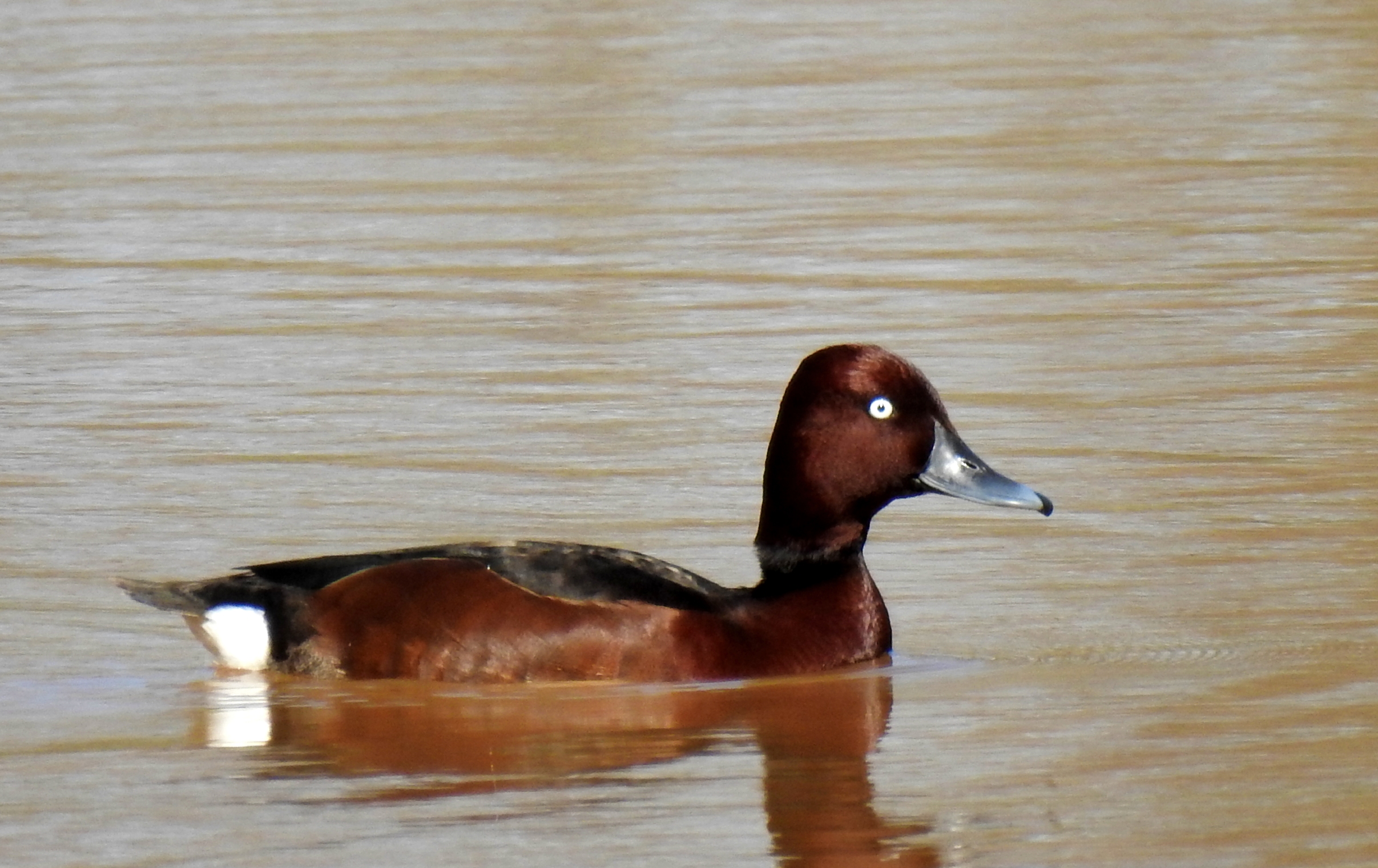 Ferruginous duck floating by