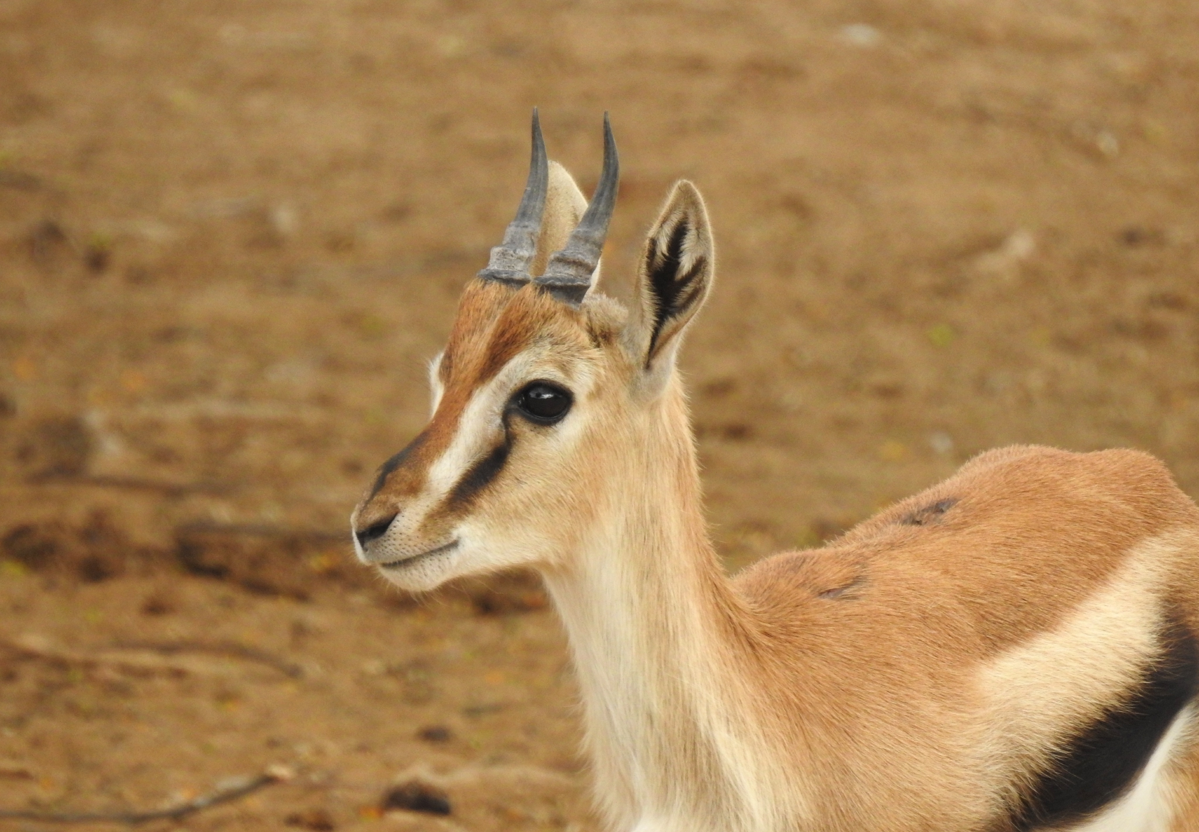 A cute Thomson's gazelle