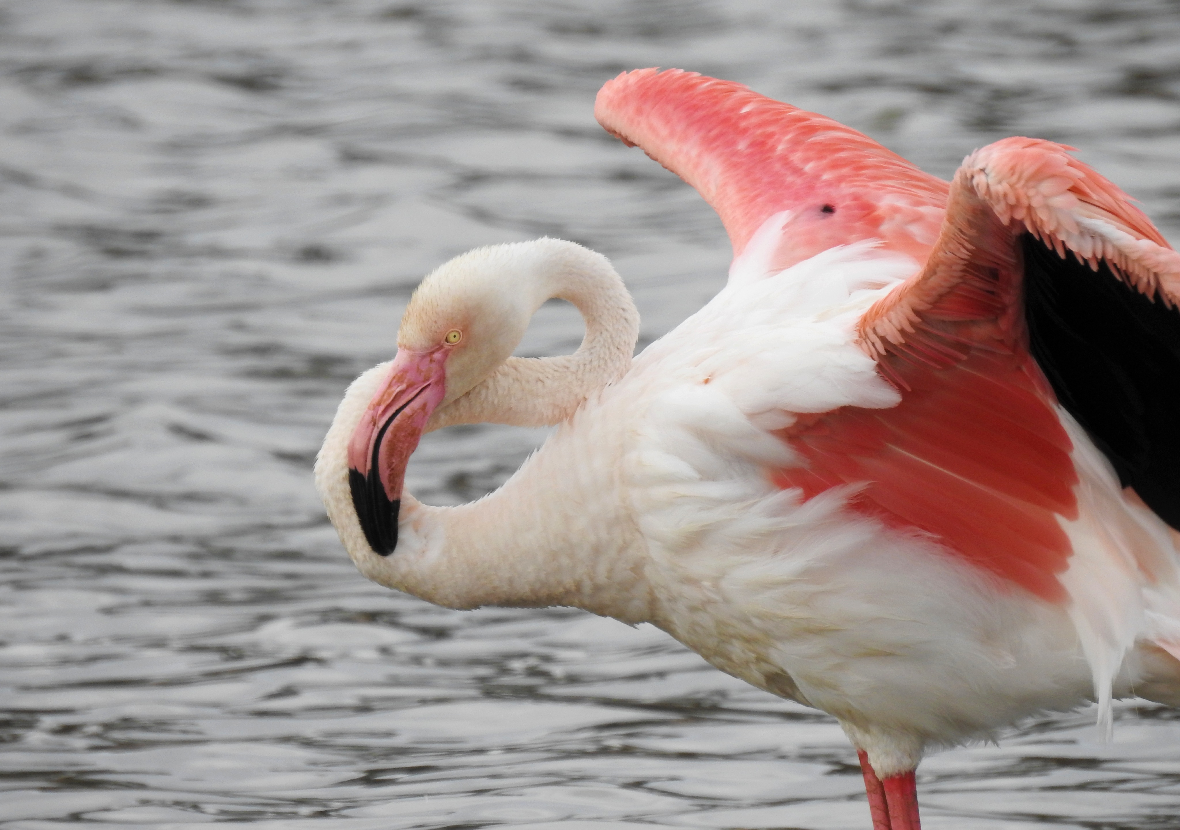 A greater flamingo showing off