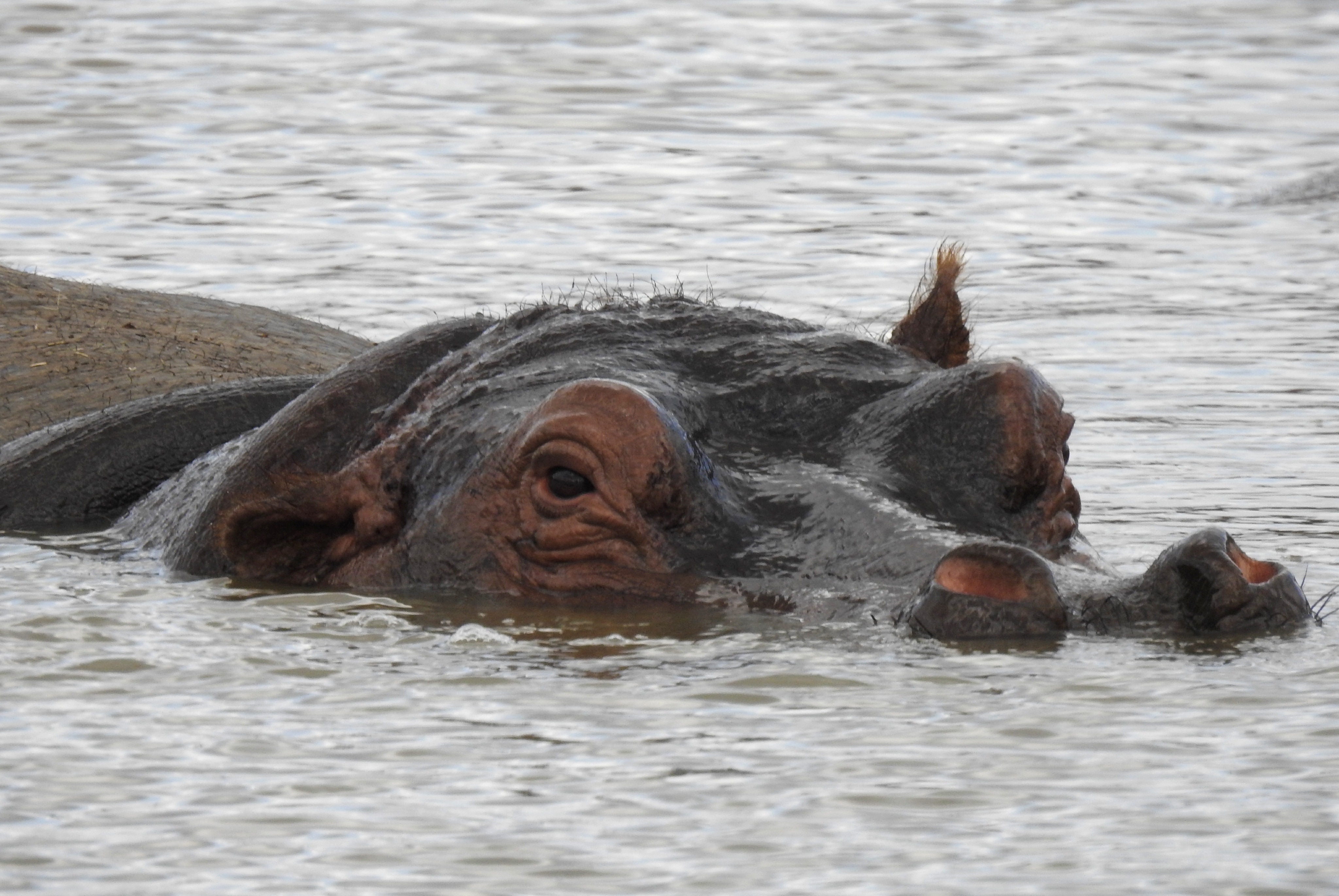 Hippo emerging from the water