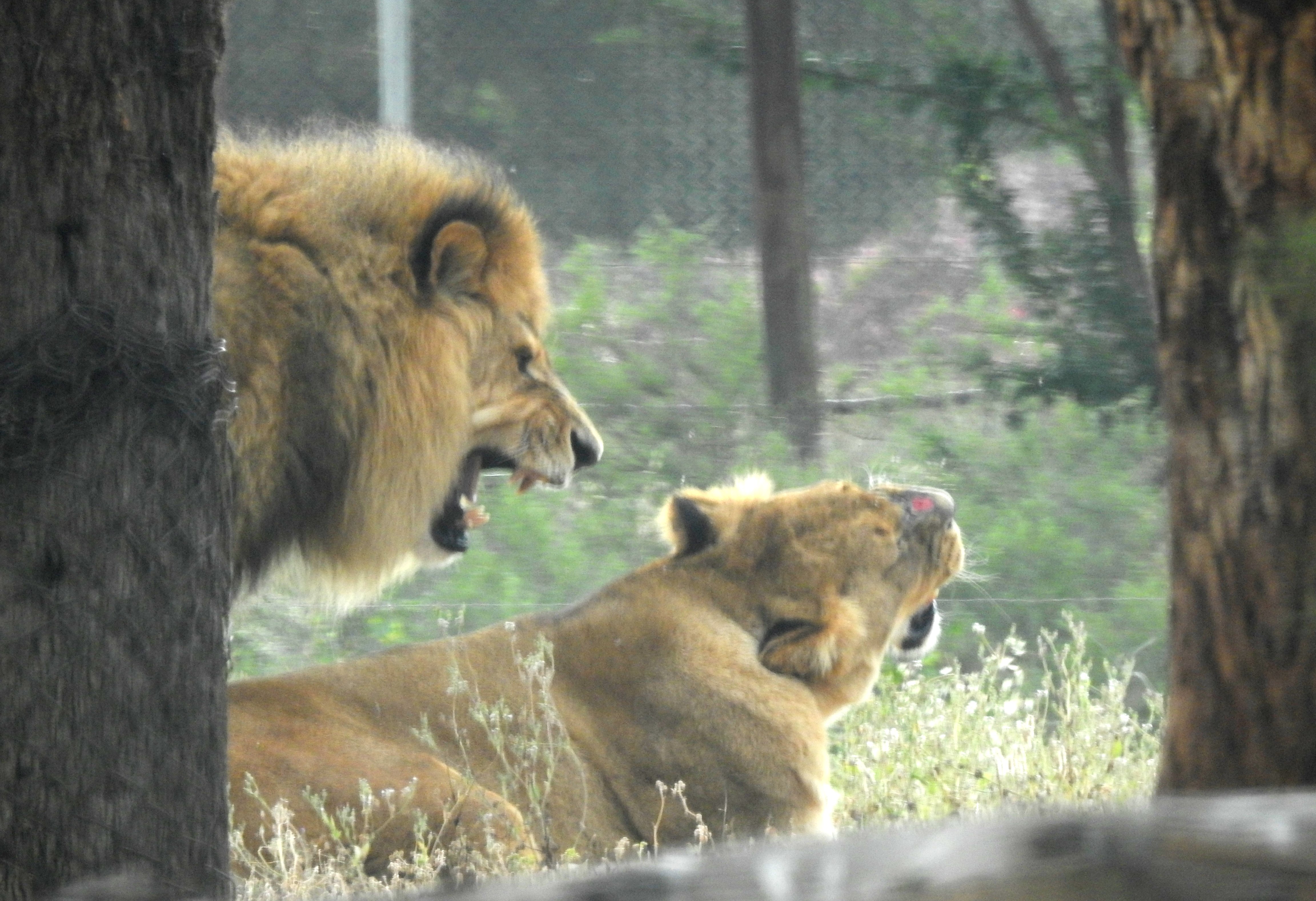 Photographing the lions through the window