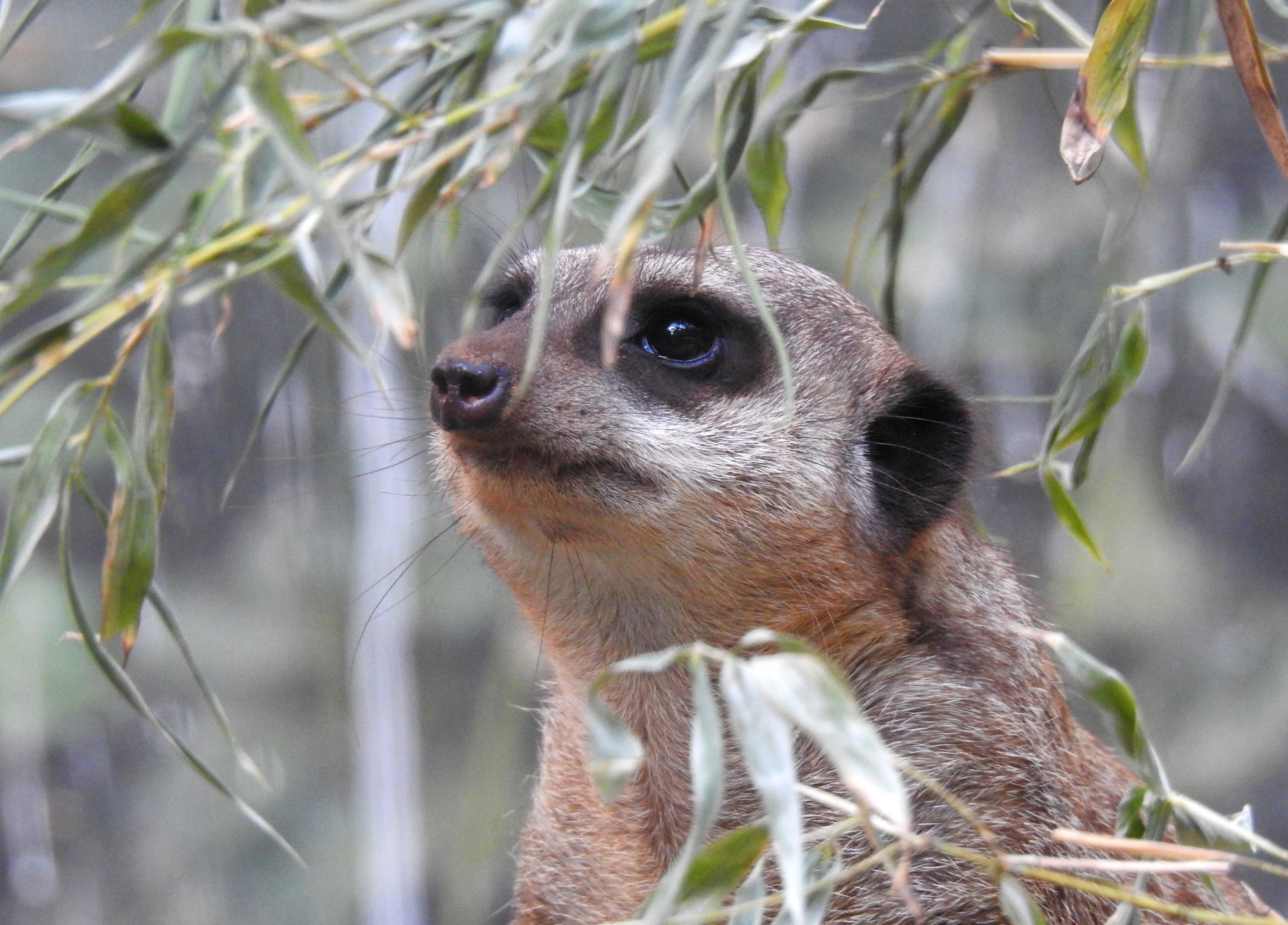 The ever-watchful meerkat