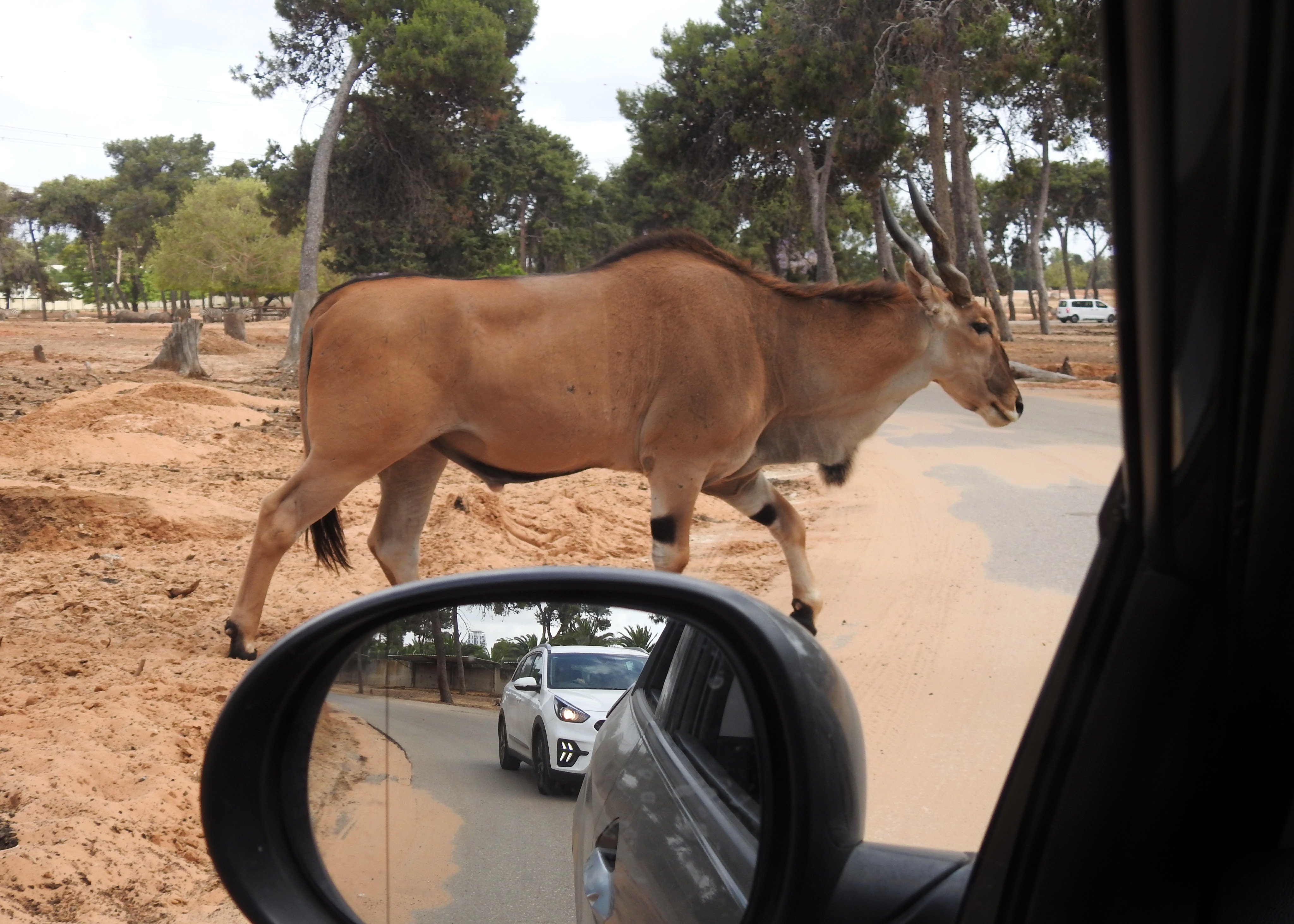Typical safari moment