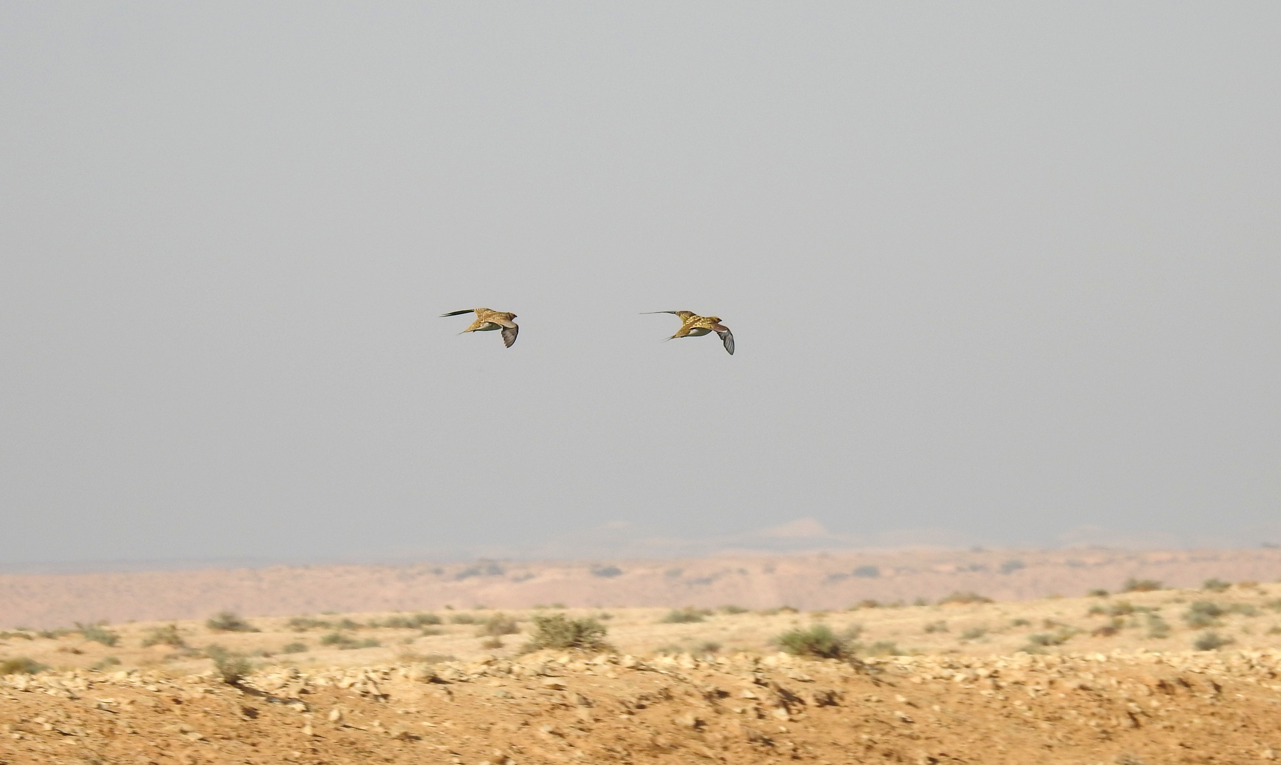 A pair of pin-tailed sandgrouse zipping by
