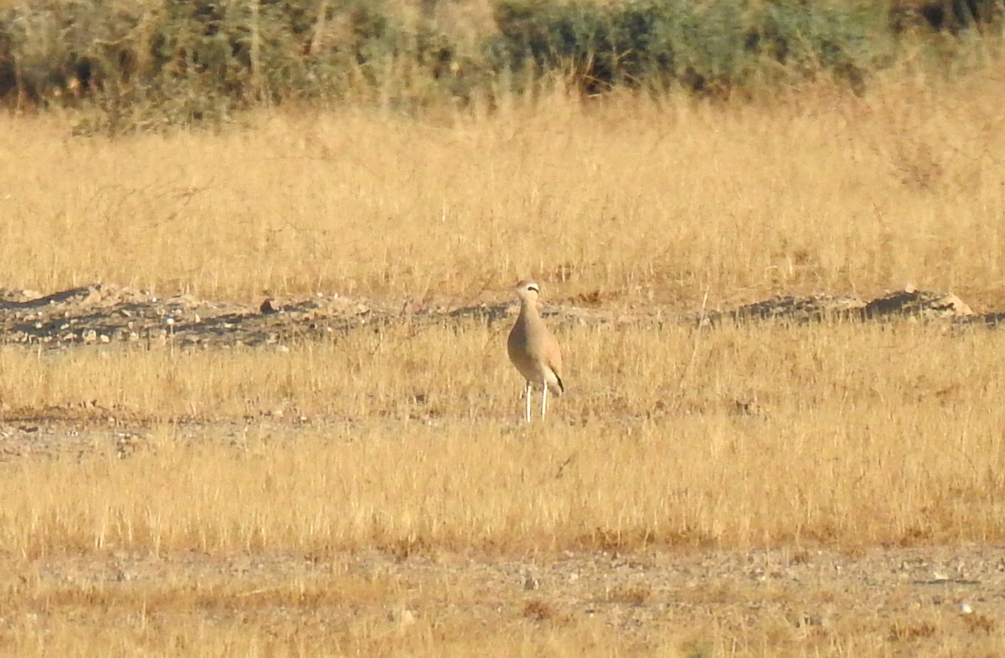 Closing in on my first cream-coloured courser