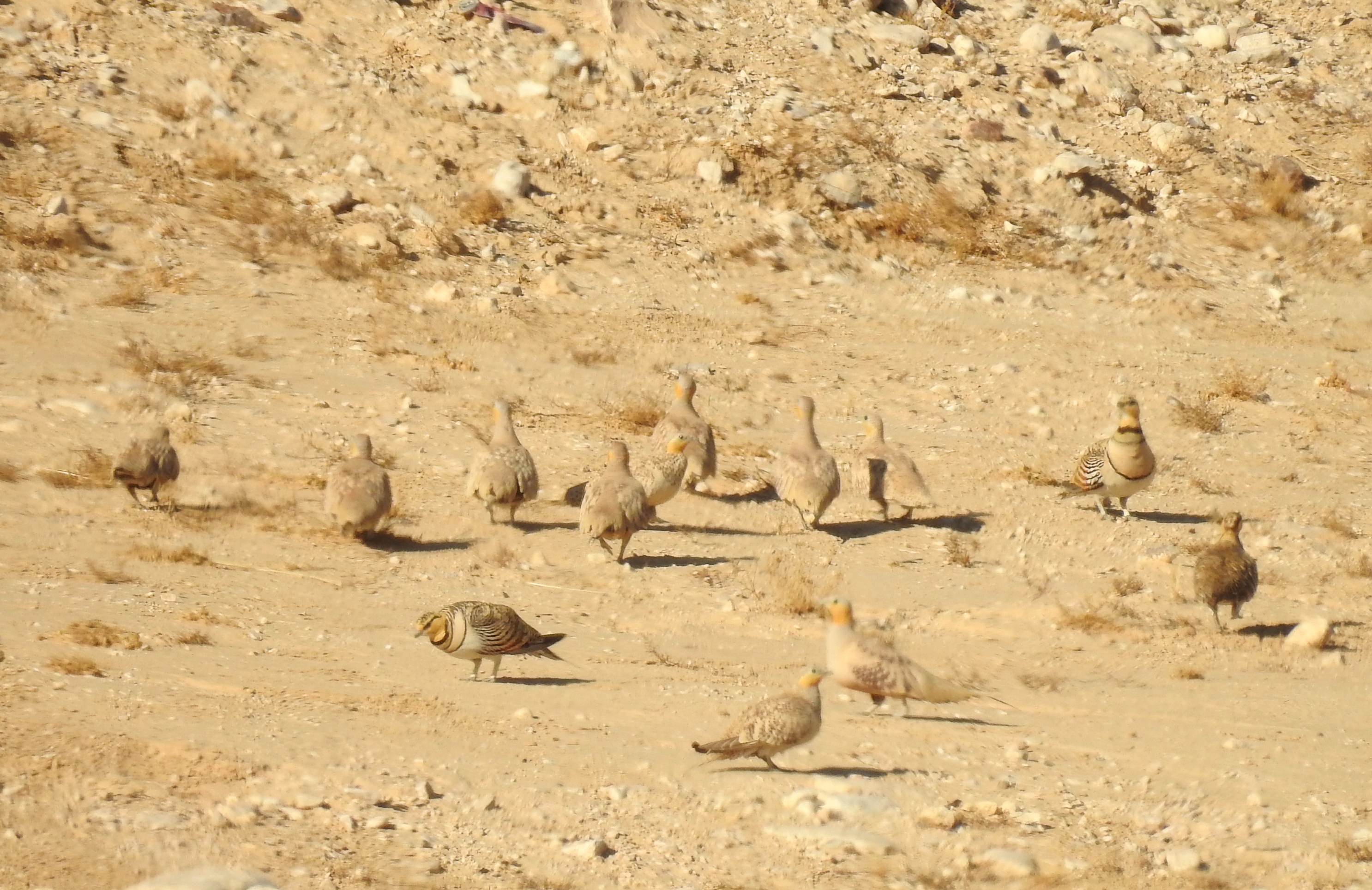 Spotted sandgrouse making an appearance from a distance