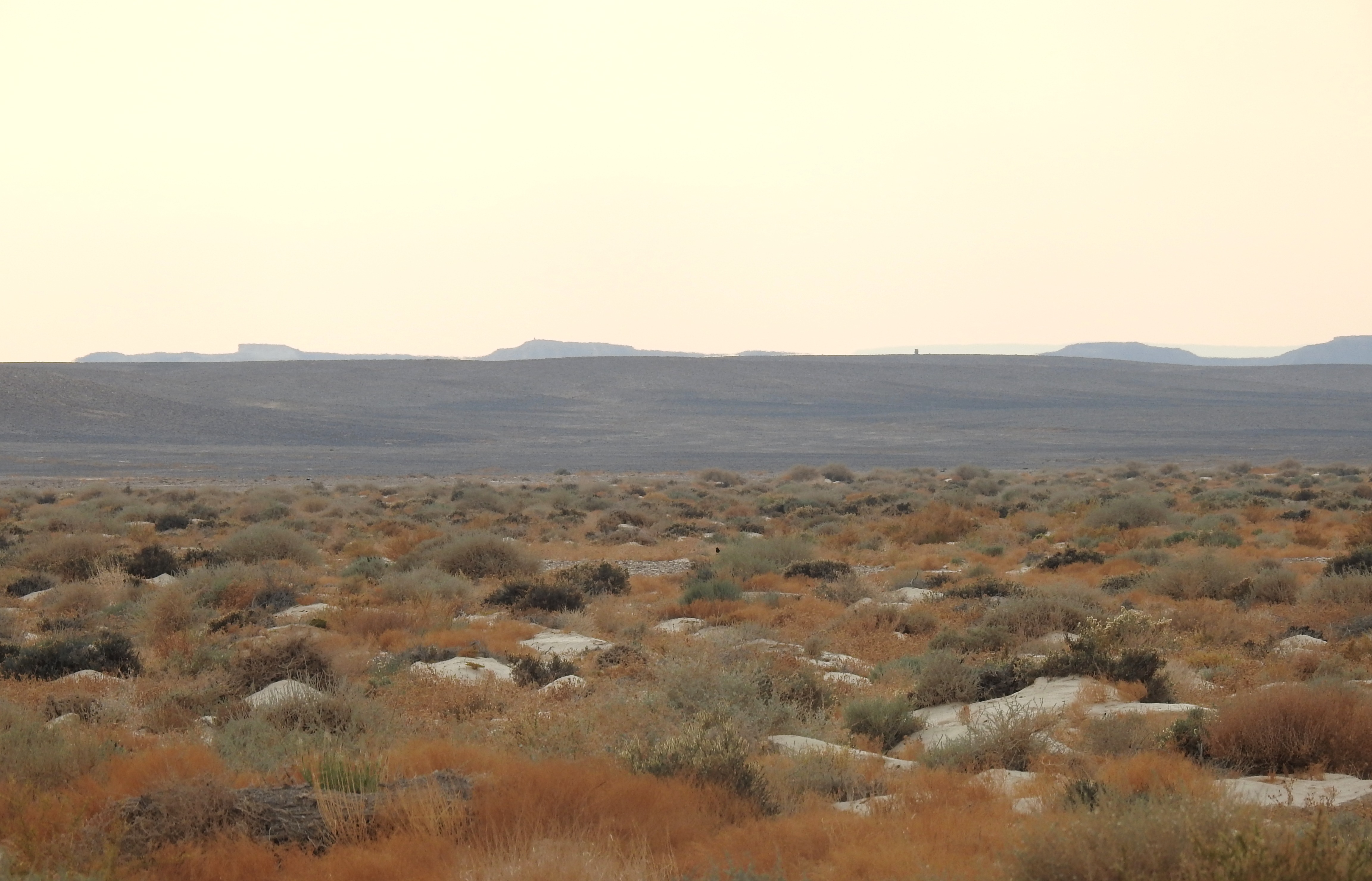 A black dot of a rare basalt wheatear