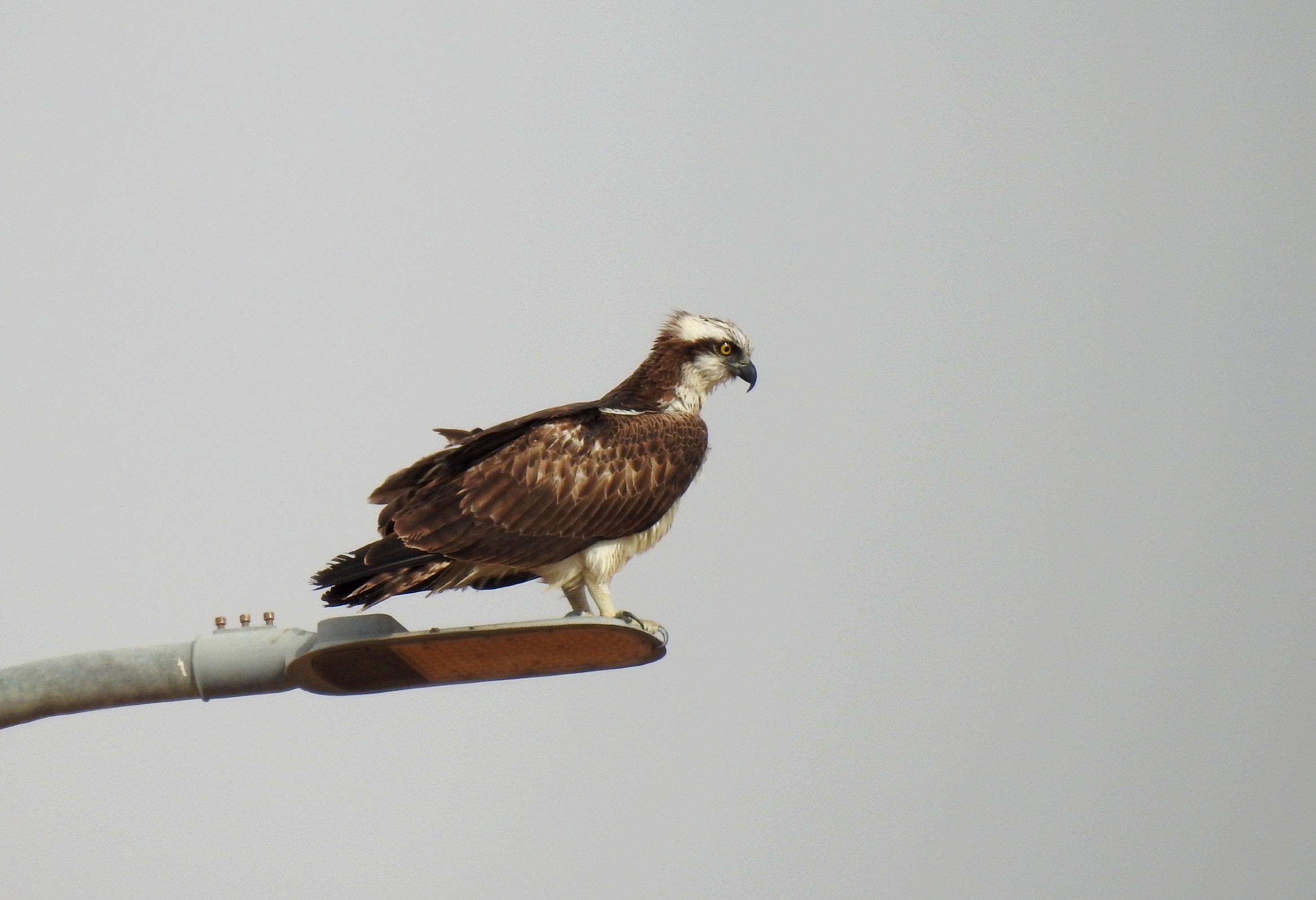 A perched osprey