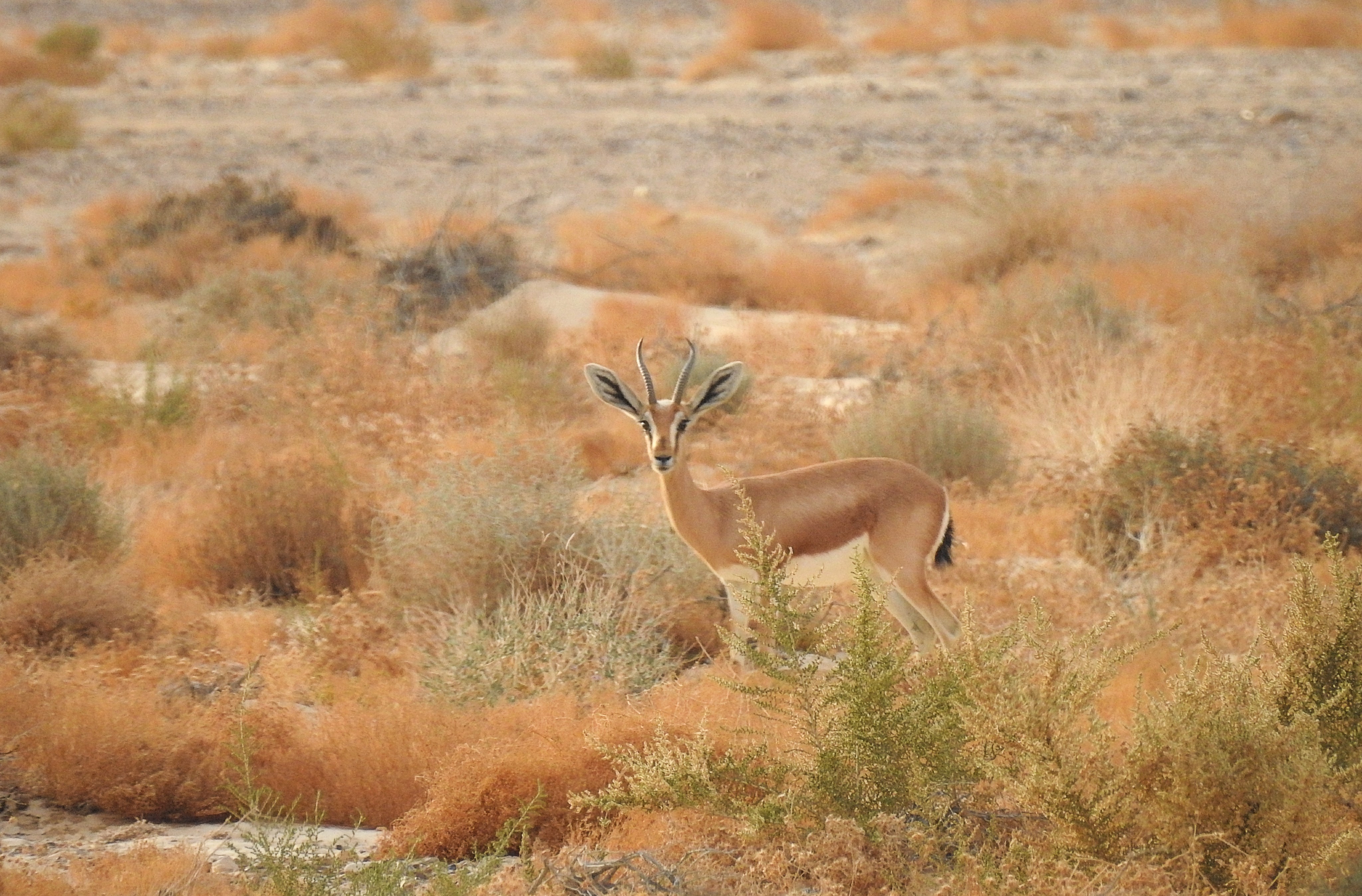 Dorcas gazelle at Nachal Hemda