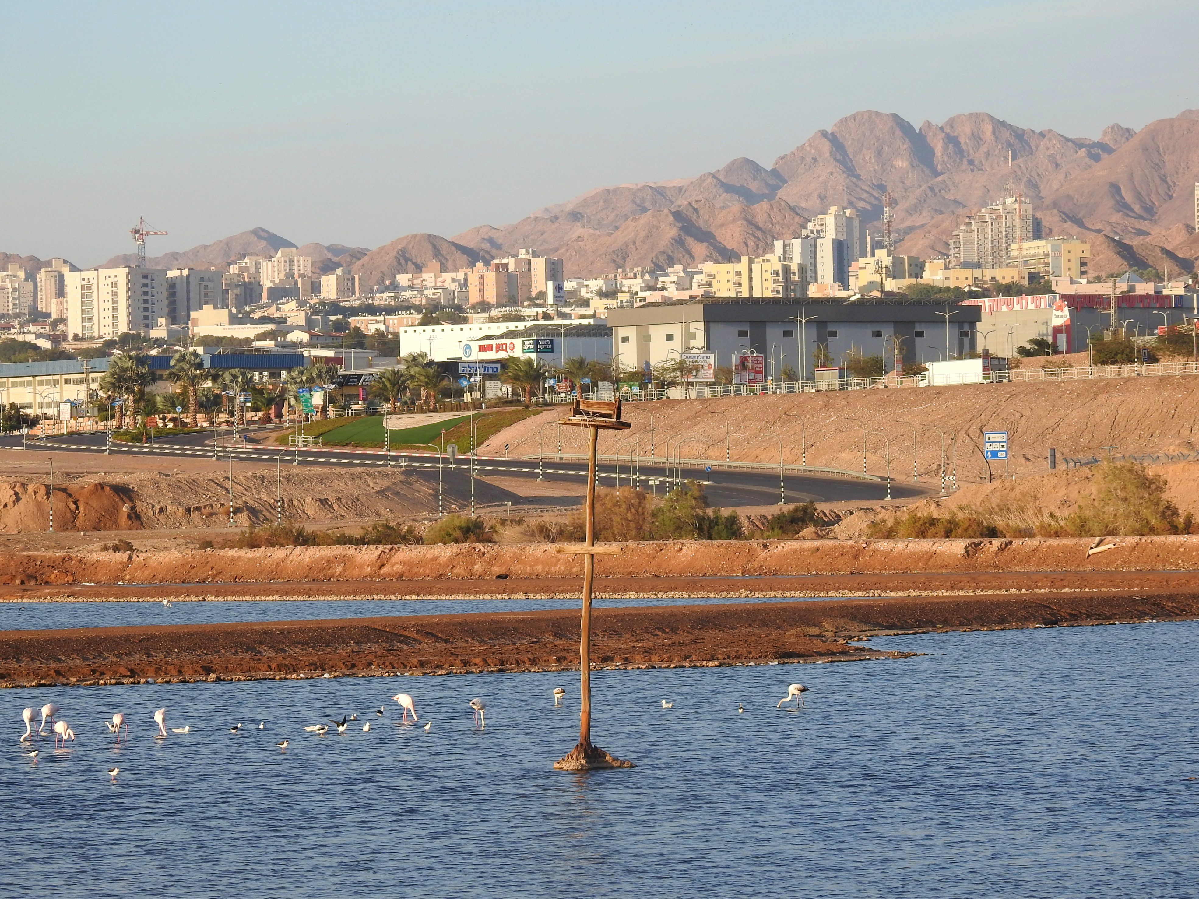 Flamingos in Eilat